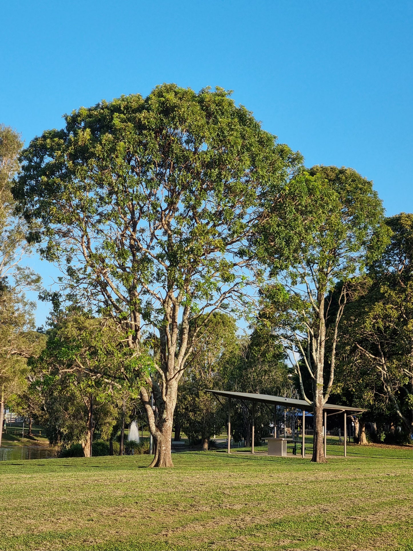 Mature Crows ash tree 20m tall in Caboolture