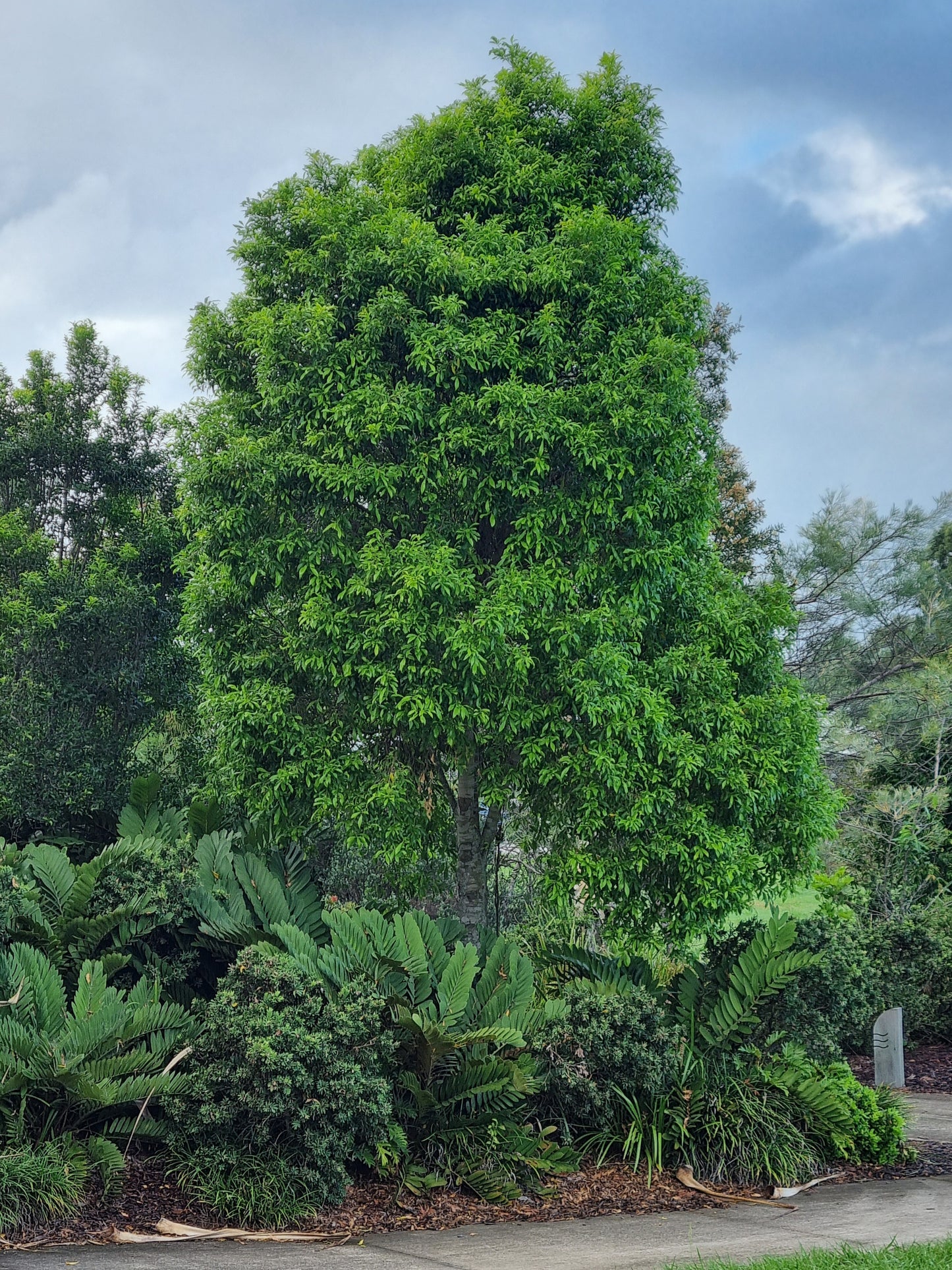 Mature Ivory curl tree in a park in Sunshine Coast