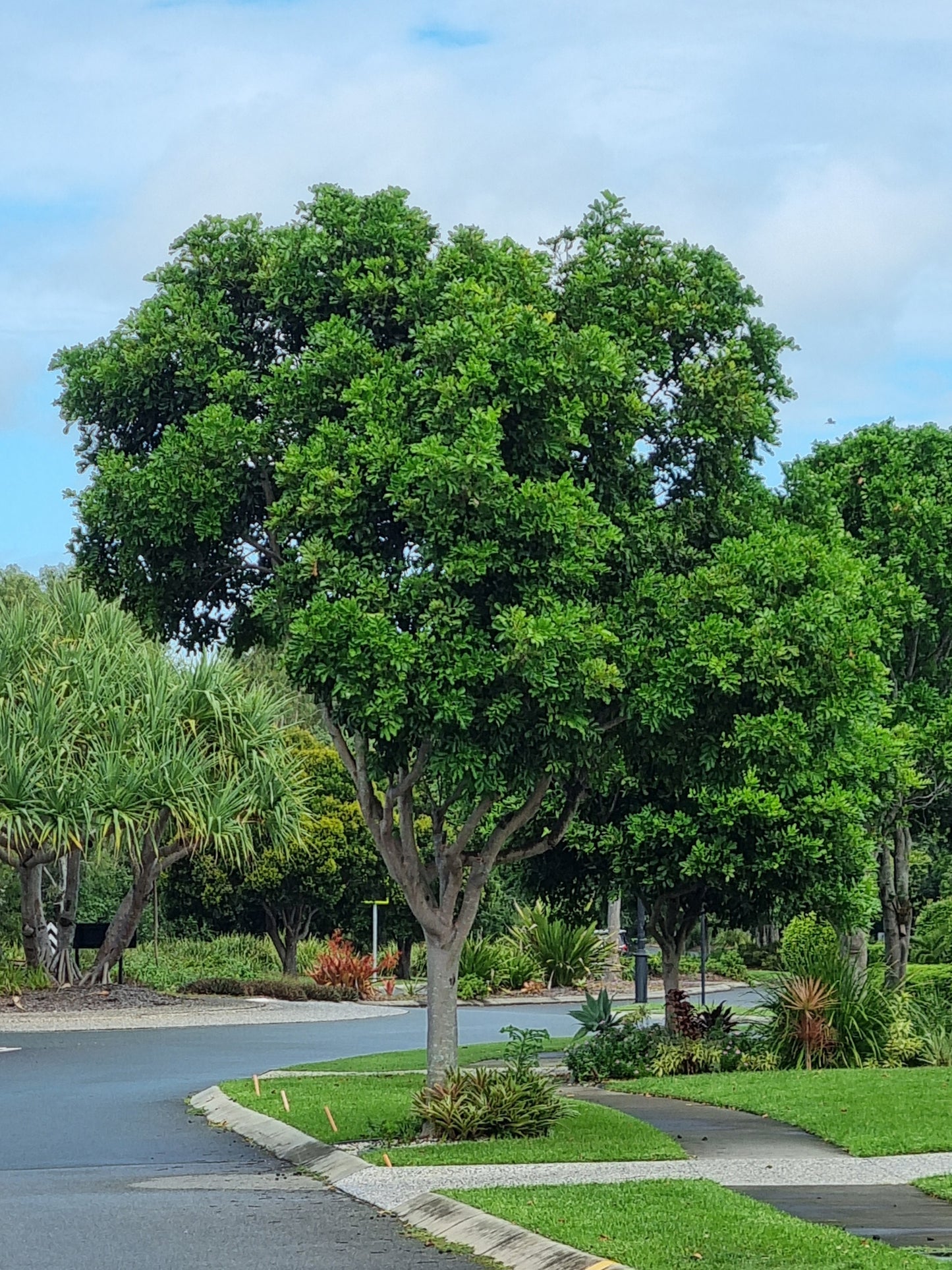 Mature tuckeroo street tree on Bribie Island, Brisbane.