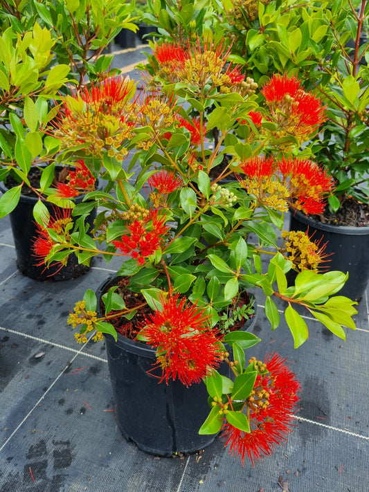 Metrosideros Little Dugald flowering in a 200mm pot
