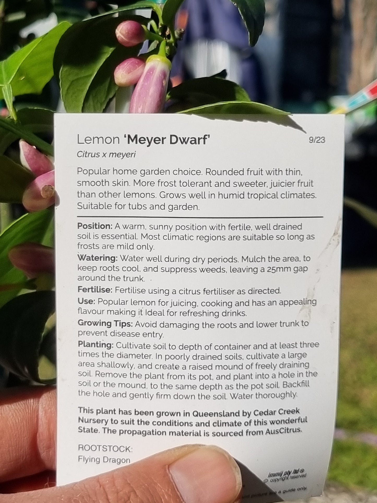 Dwarf Meyer Lemon – Grafted