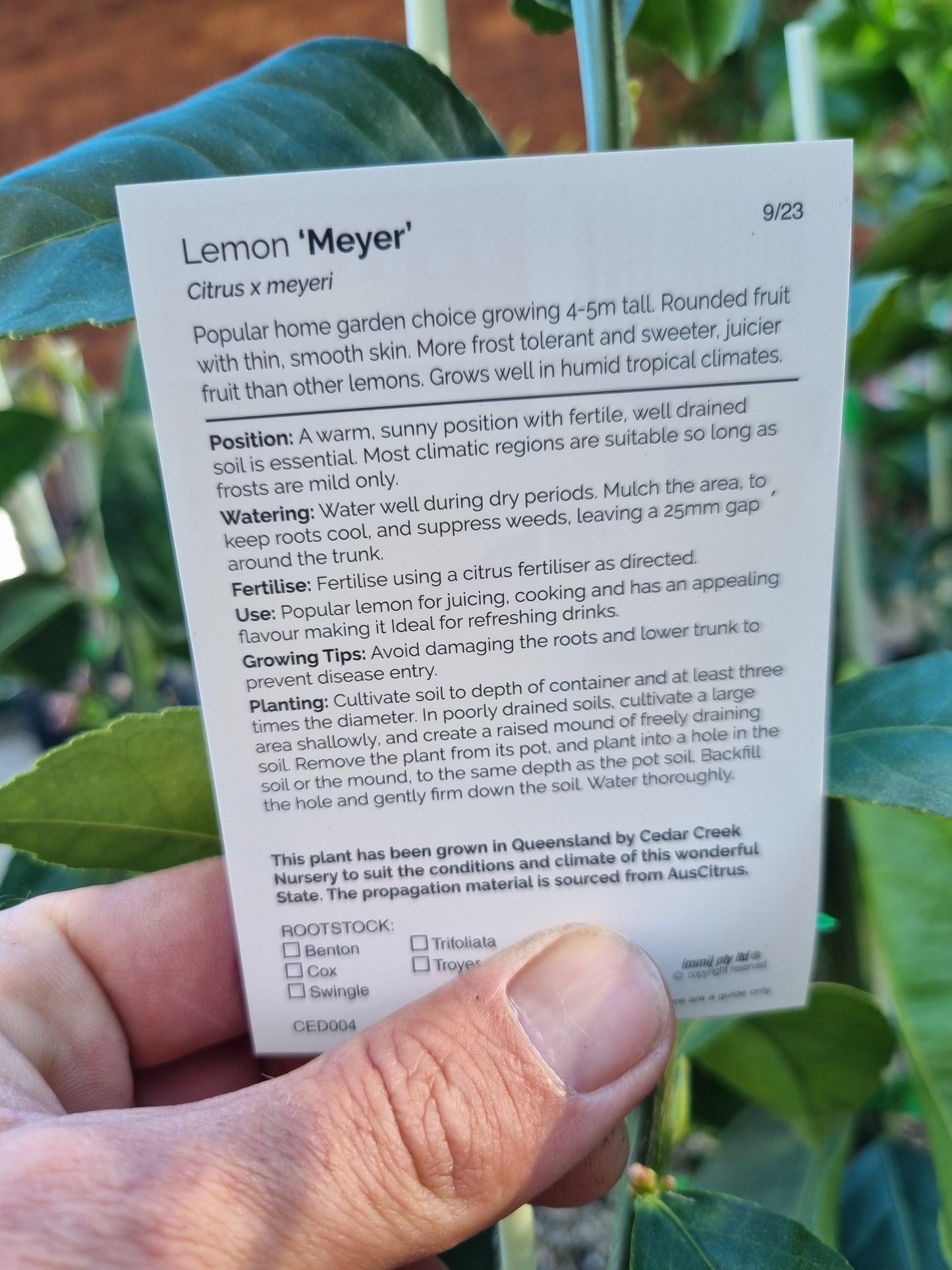 Meyer Lemon Tree - Grafted