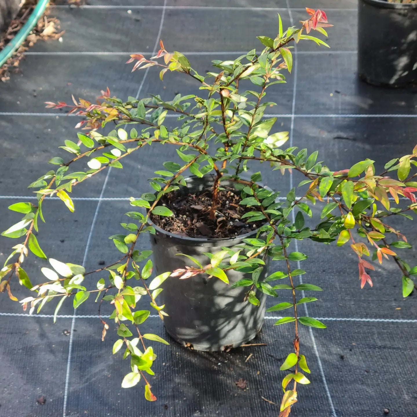 Midgen Berry 140mm pot