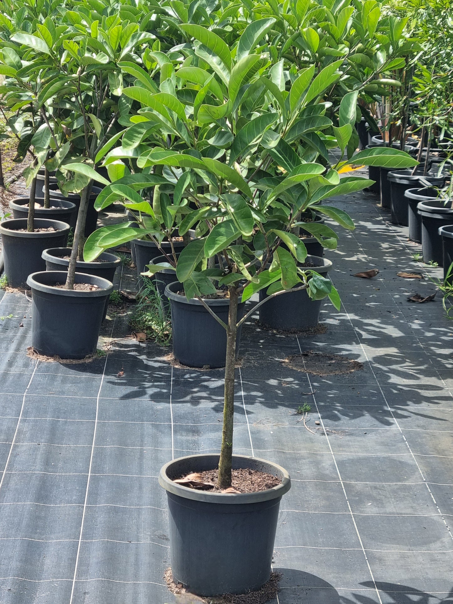 Native Gardenia - Atractocarpus fitzalanii