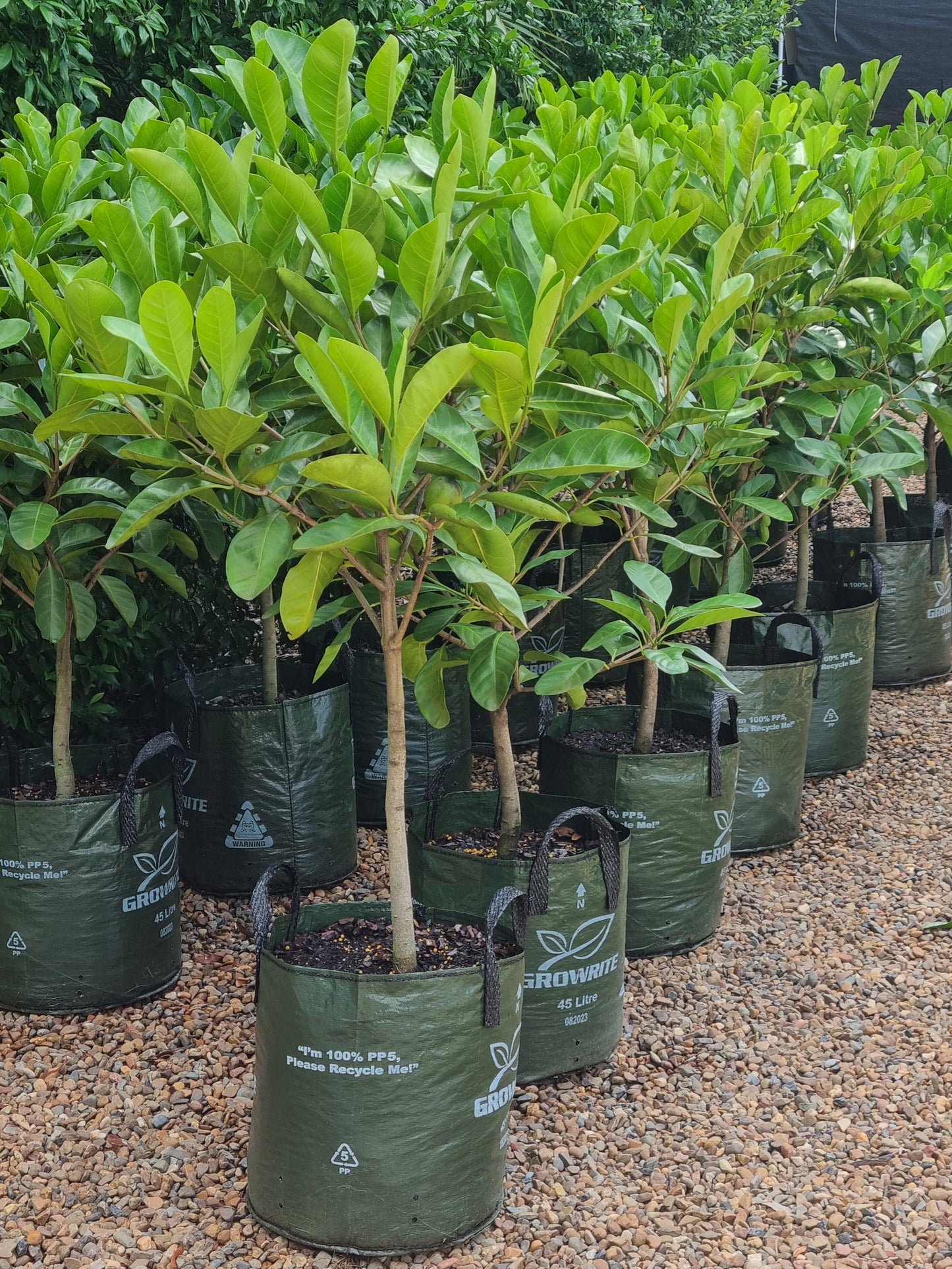 Native Gardenia - Atractocarpus fitzalanii