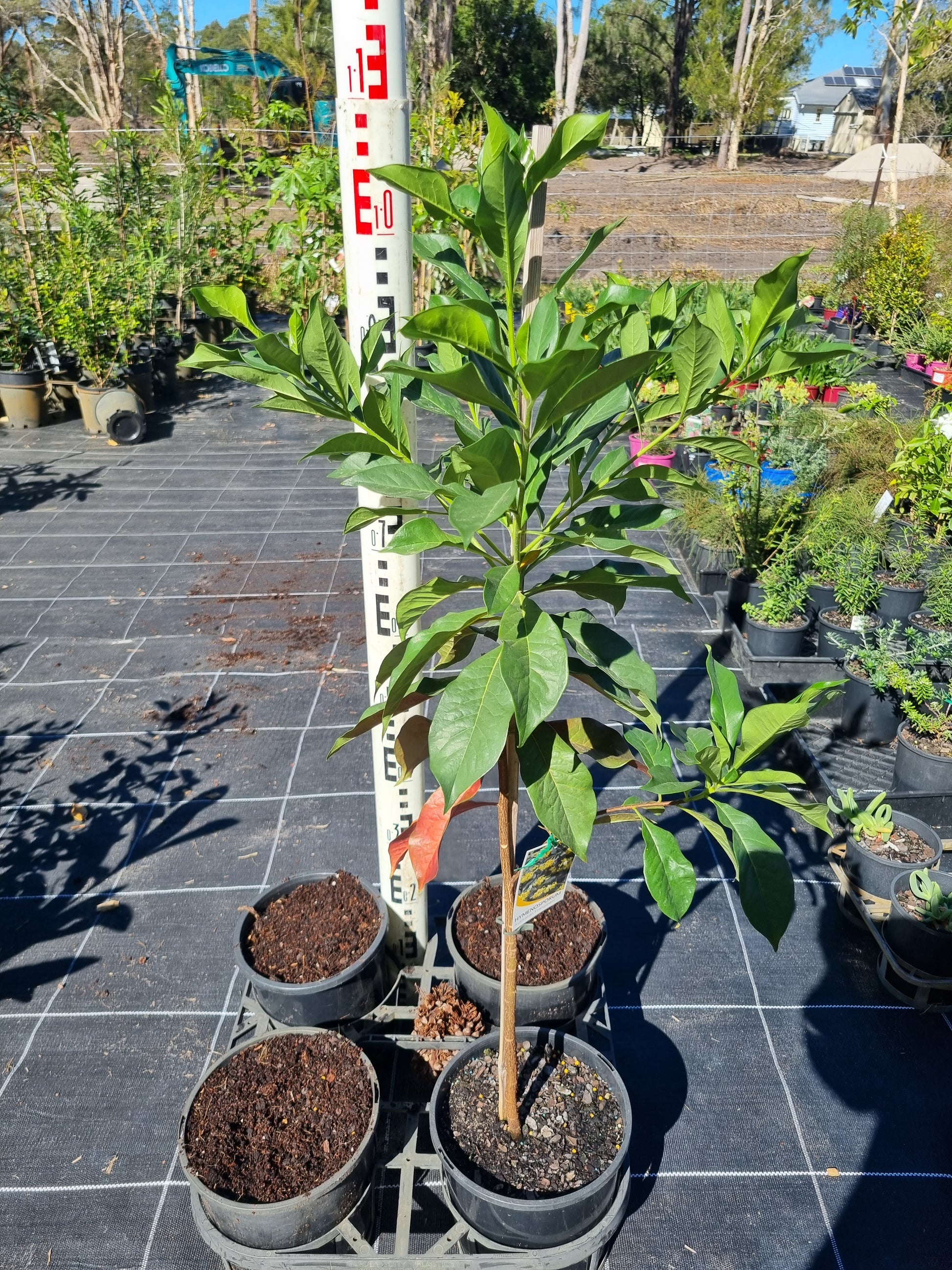 Native Frangipani - Hymenosporum flavum - Delivertree