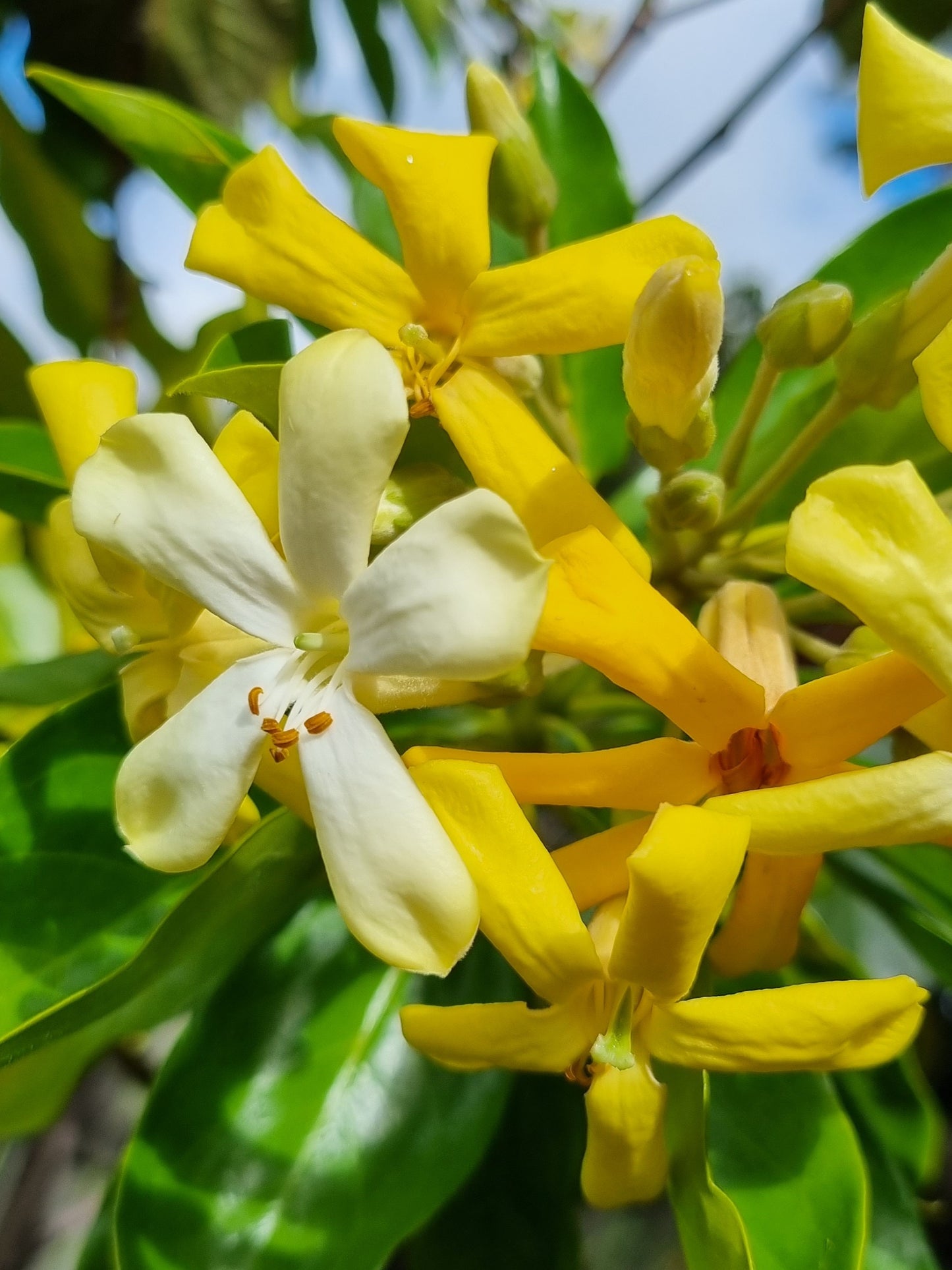 Native Frangipani - Hymenosporum flavum - Delivertree