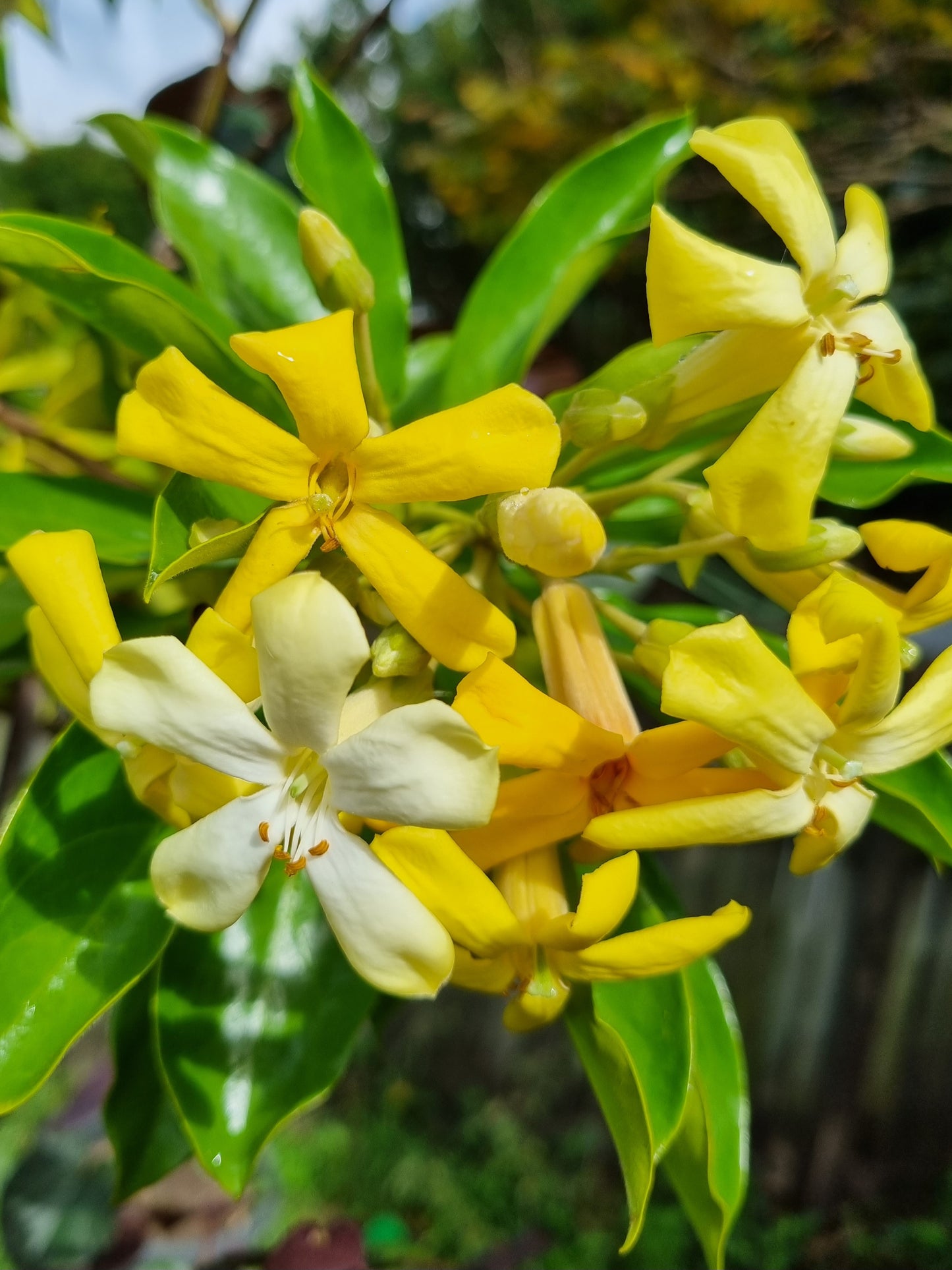 Native Frangipani - Hymenosporum flavum - Delivertree