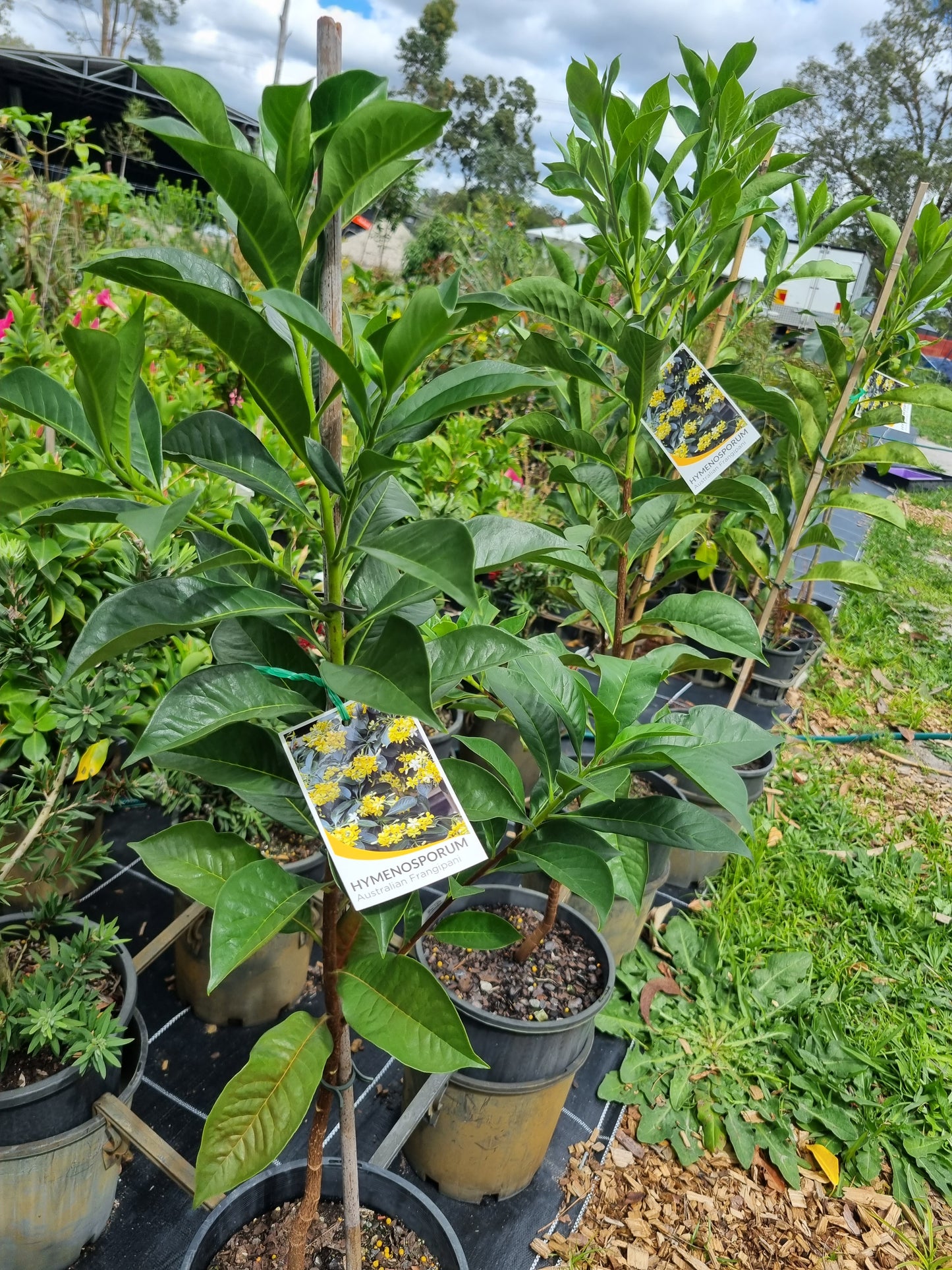 Native Frangipani - Hymenosporum flavum - Delivertree