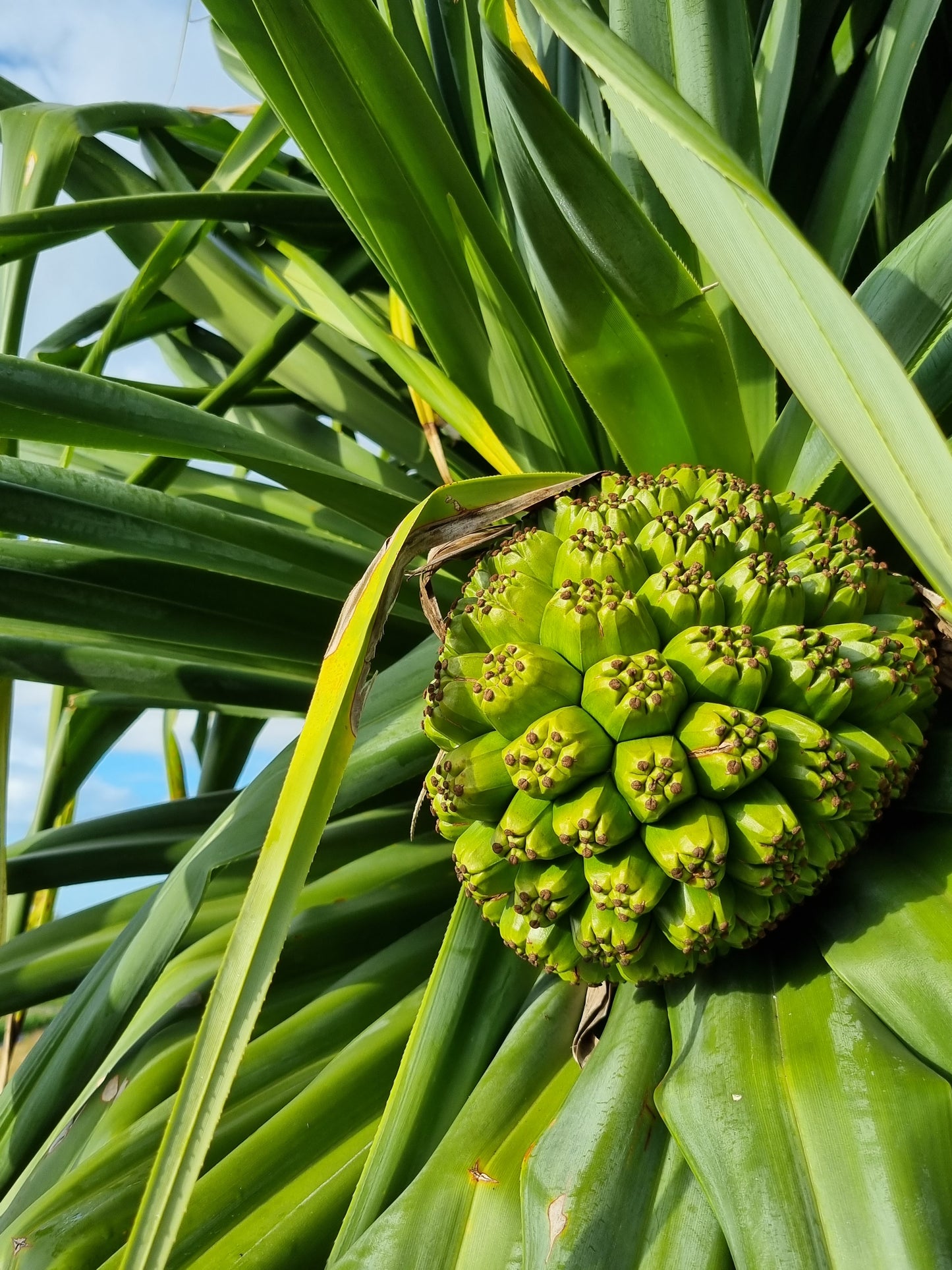 screw pine fruit green