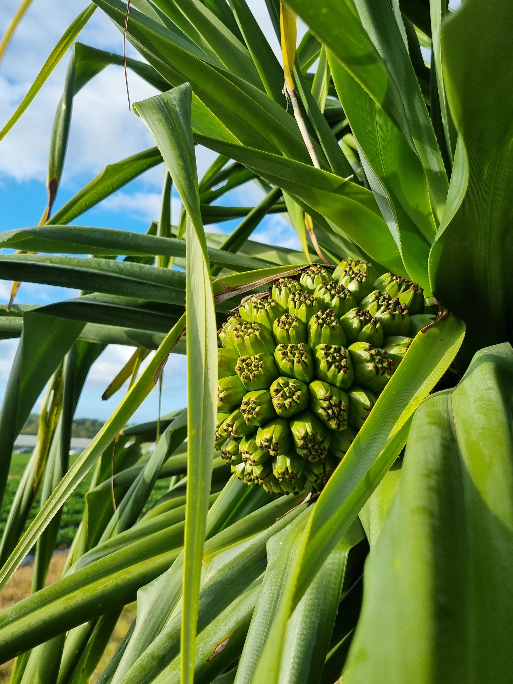 pandanus screw pine fruit