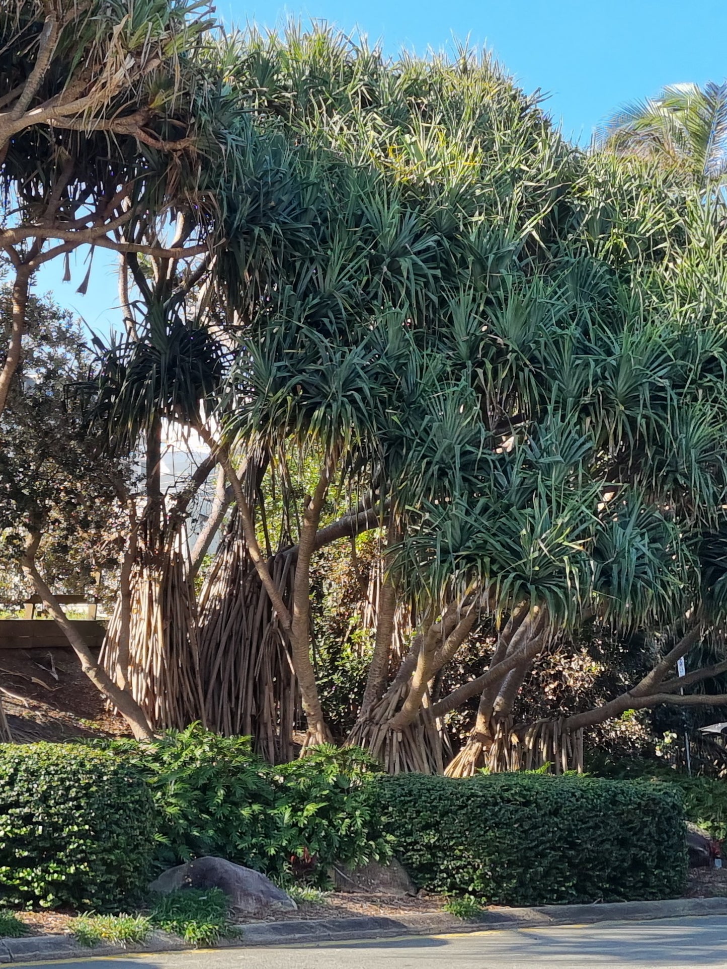 Screw Pine - Pandanus pedunculatus