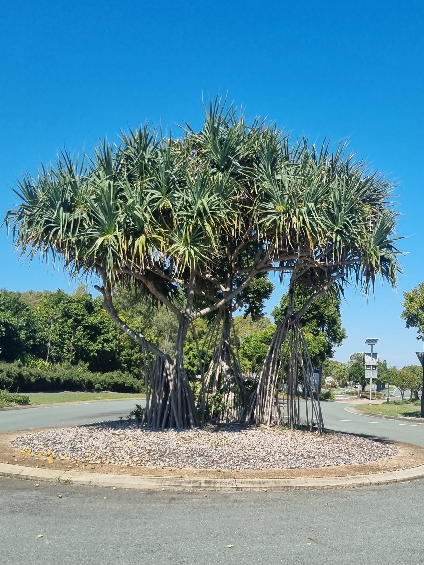 screw pine tree on a roundabout in bribie island