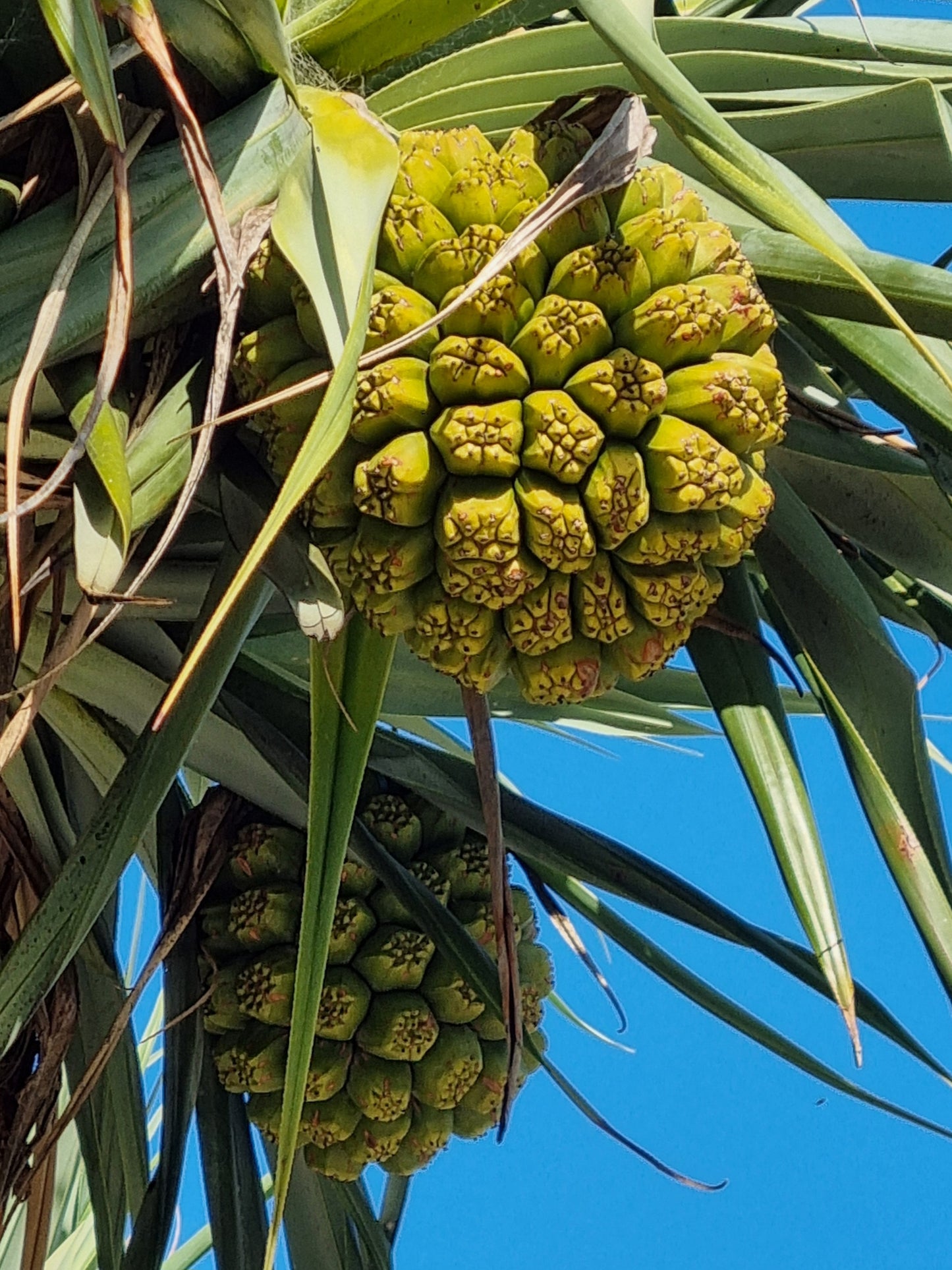 Screw Pine - Pandanus pedunculatus