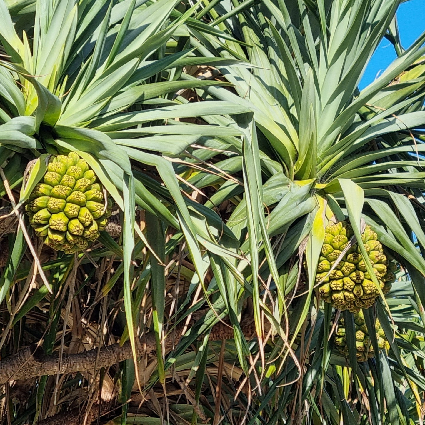 Screw Pine - Pandanus pedunculatus