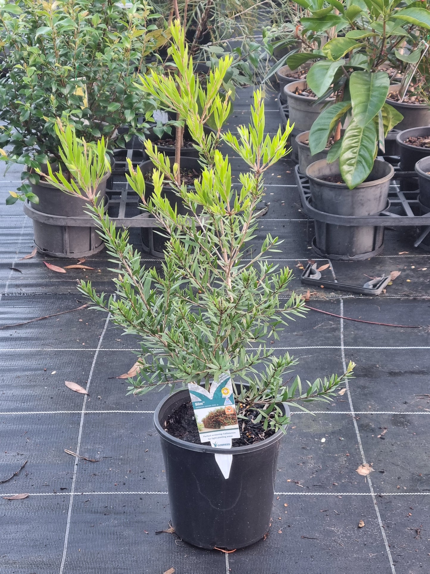 'Slim' Bottlebrush – Callistemon viminalis 'Slim'