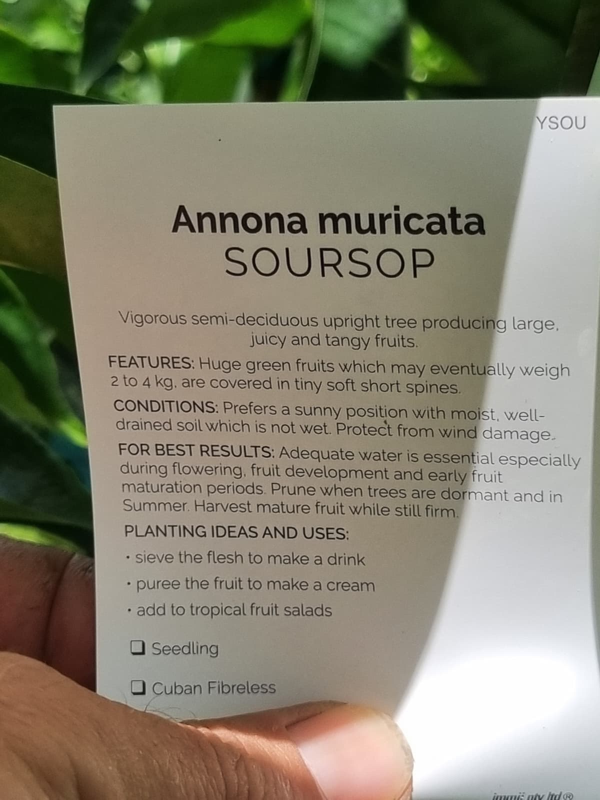 Soursop tree is vigorous producer of a sweet delicious fruit