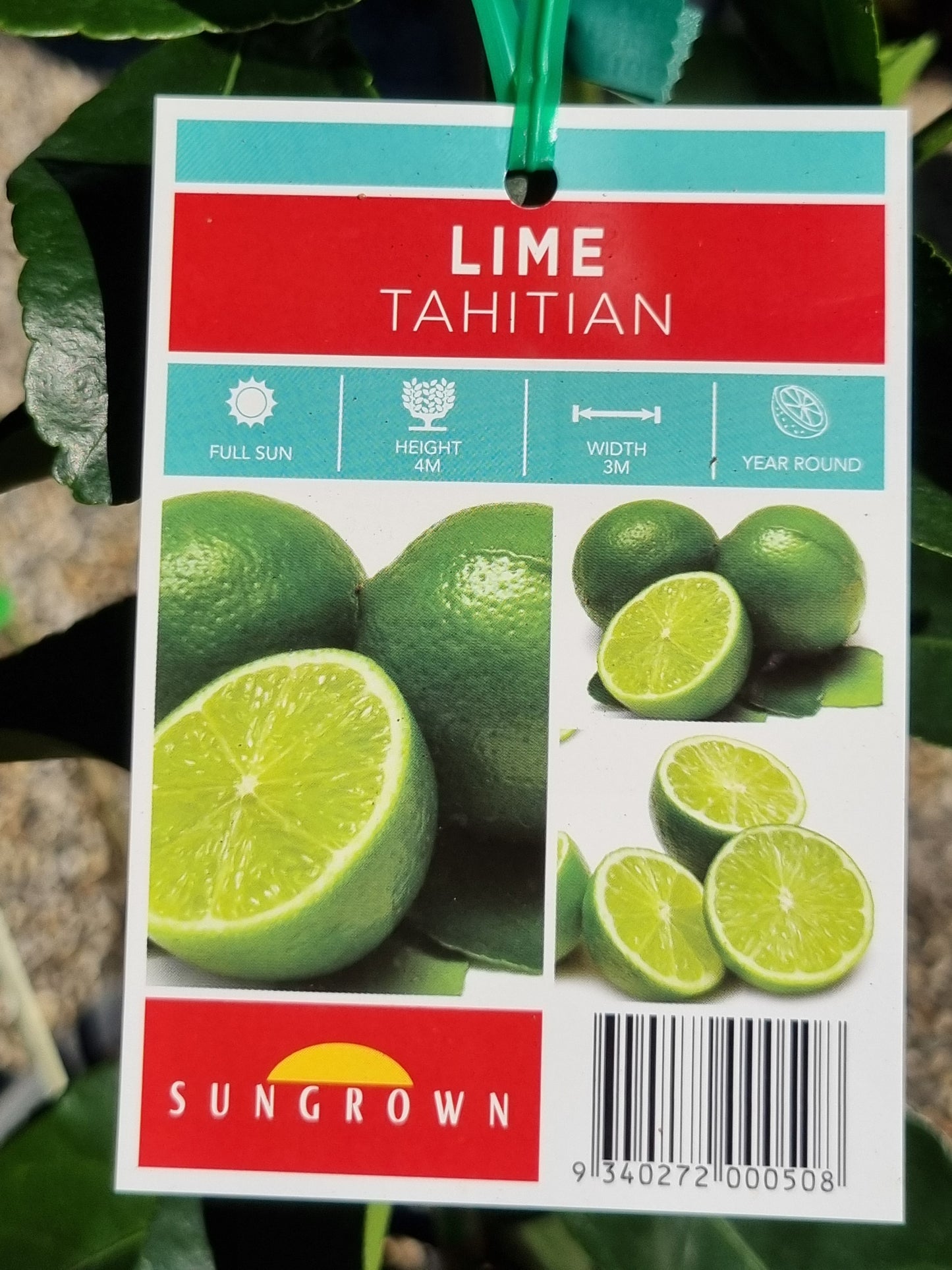 Tahitian Lime - Grafted