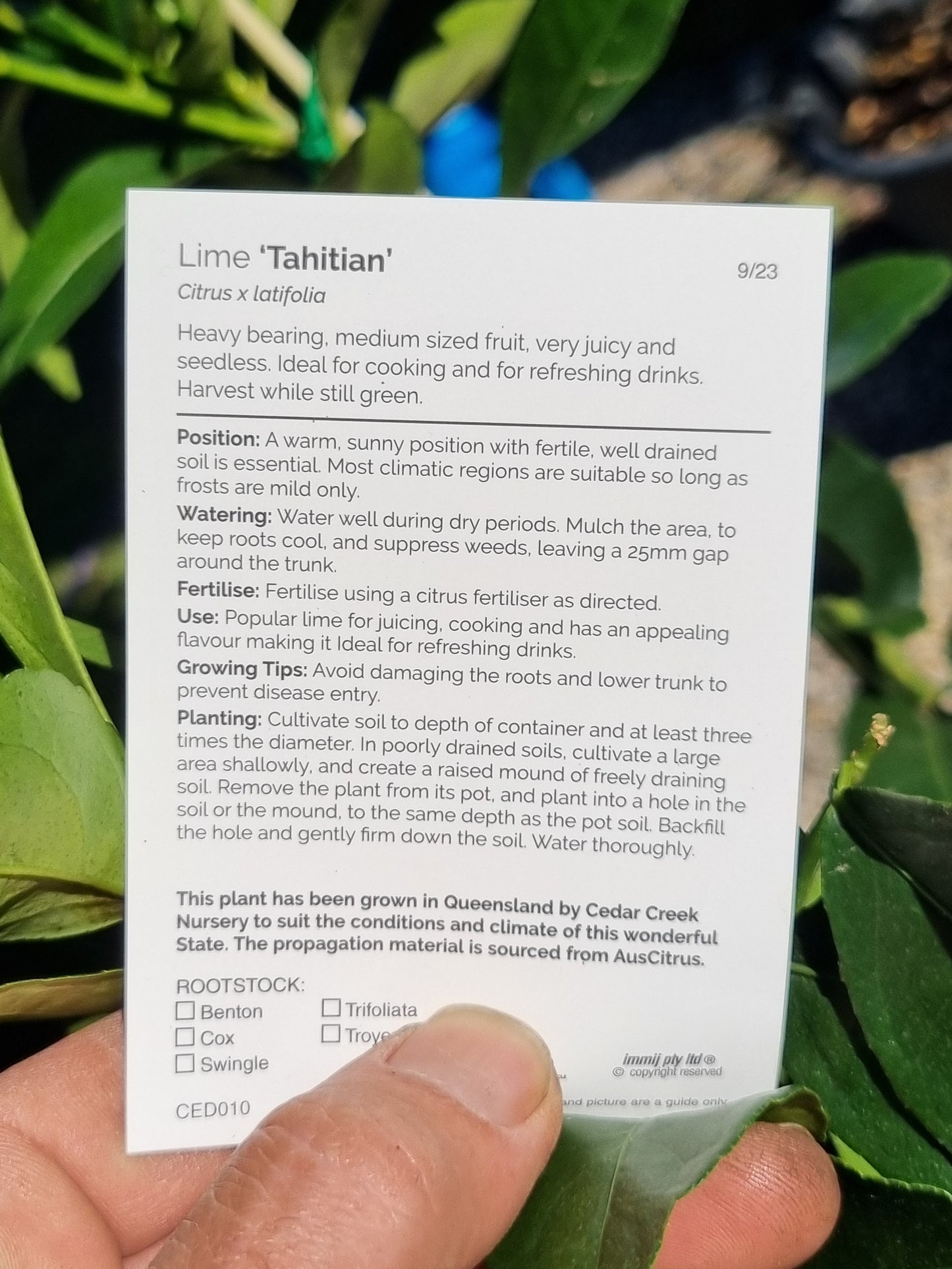 Tahitian Lime - Grafted