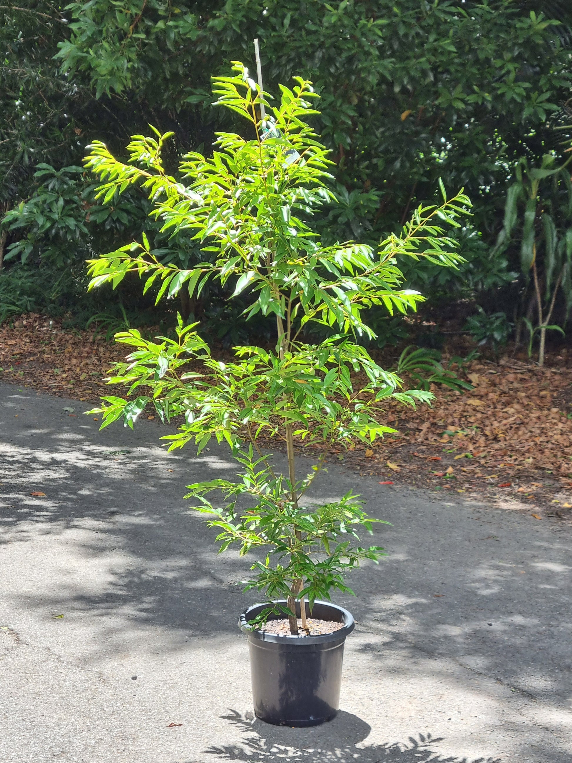 Weeping lilly pilly tree in a 300mm pot - Waterhousia floribunda tree