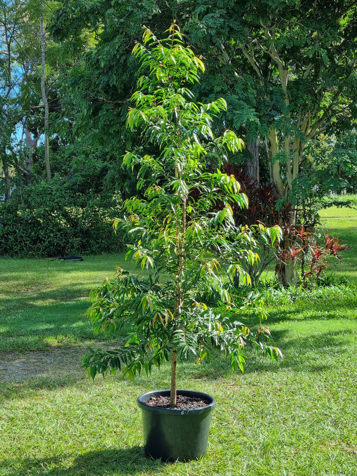 Weeping Lilly Pilly - Waterhousia floribunda