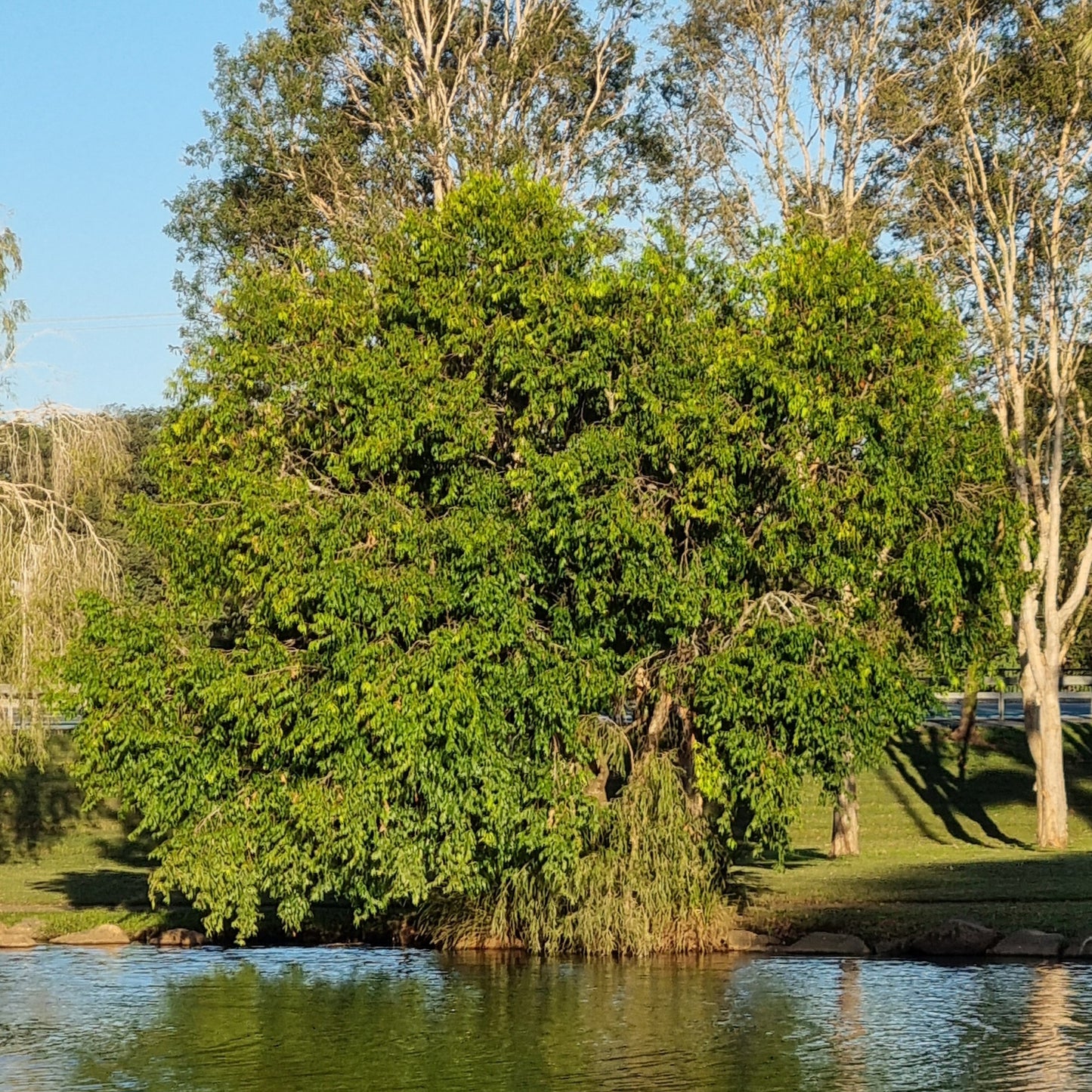 Weeping Lilly Pilly - Waterhousia floribunda