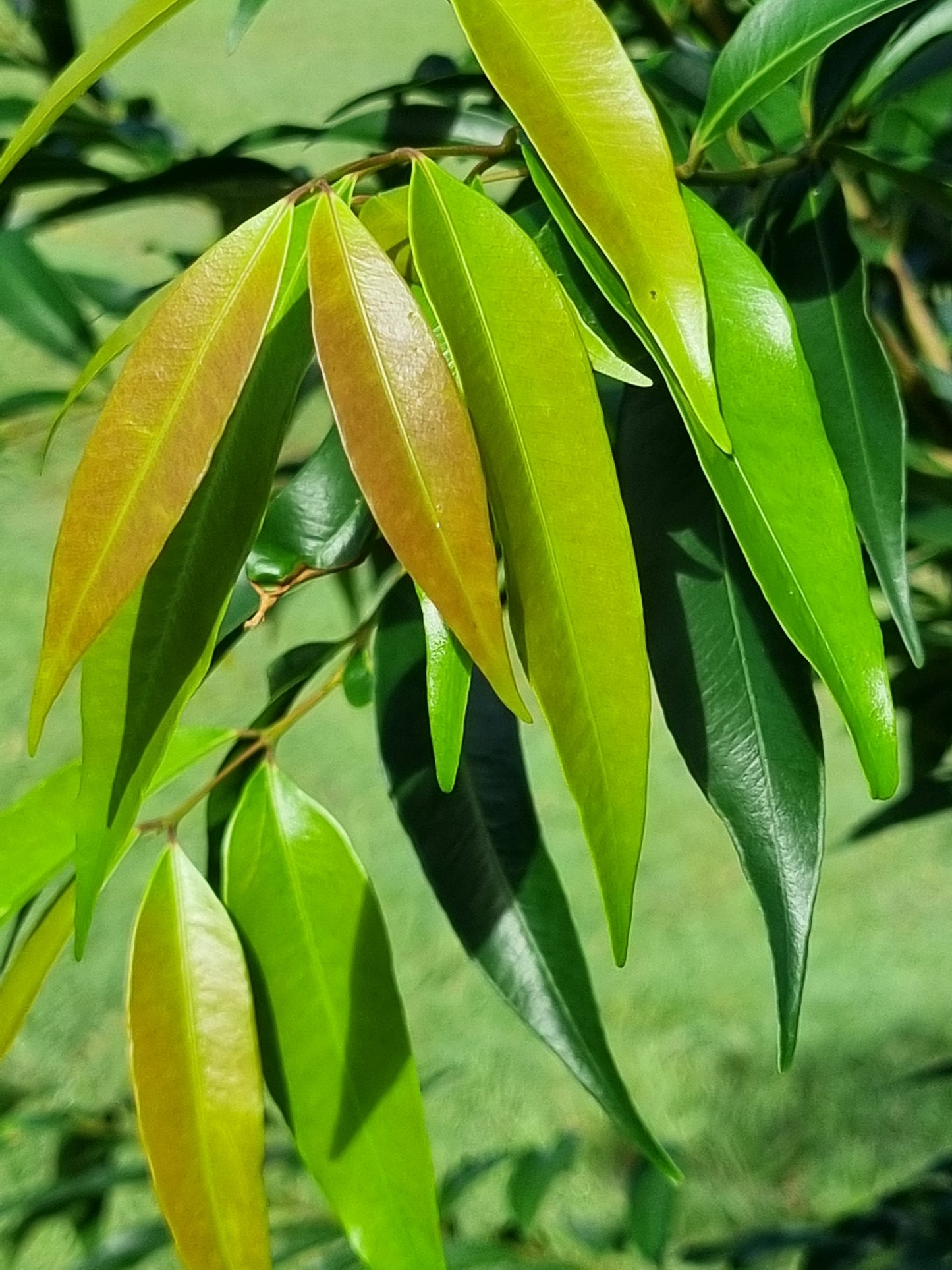 Weeping Lilly Pilly - Waterhousia floribunda
