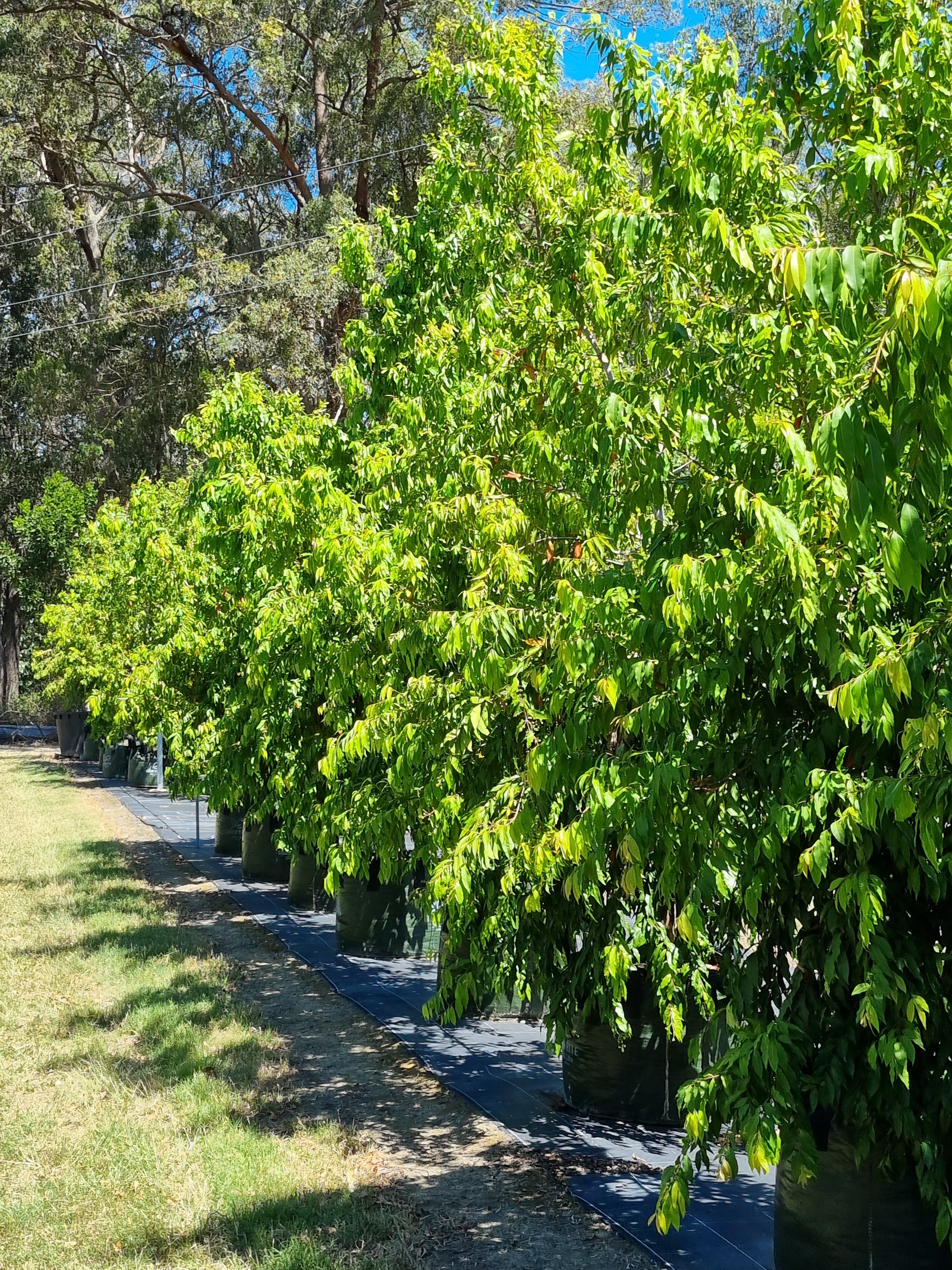 Weeping lilly pilly 200L bag Waterhousia floribunda