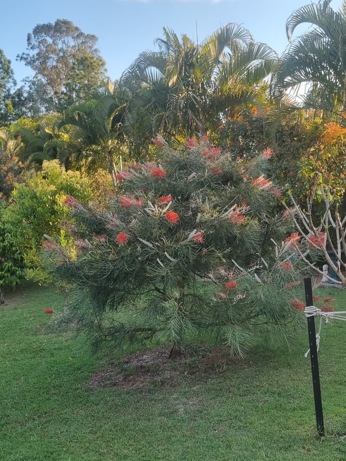 Grevillea blood orange red flowers in brisbane and sunshine coast