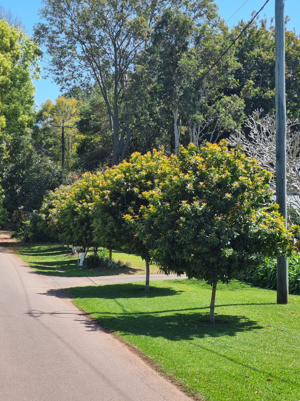 Mature golden penda in the street brisbane