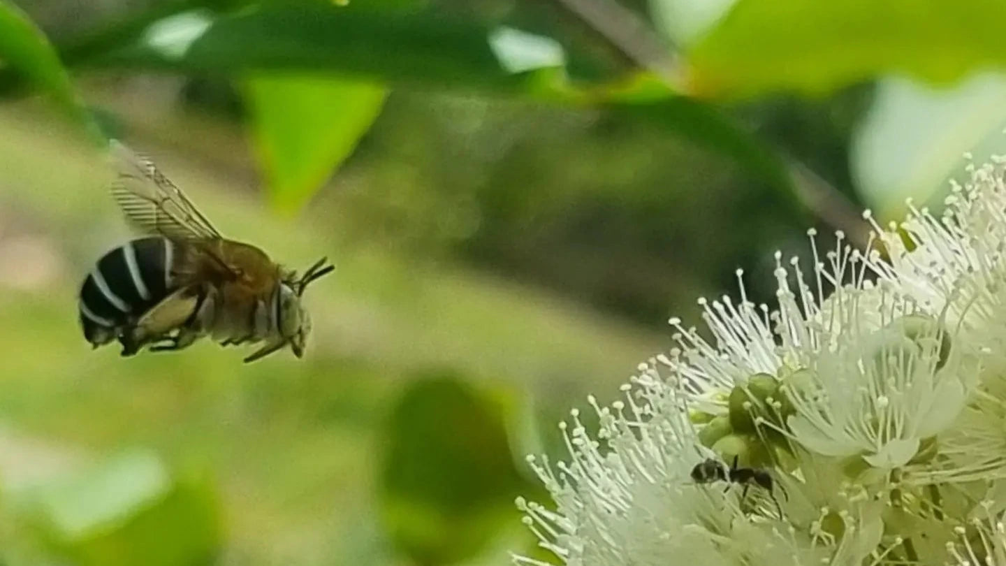Lemon Myrtle flowers with a blue banded bee