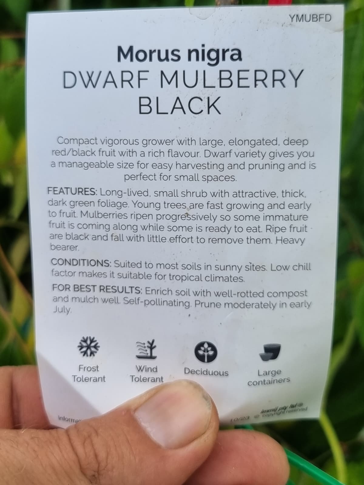 Card with information about Morus nigra dwarf ideal for small spaces.