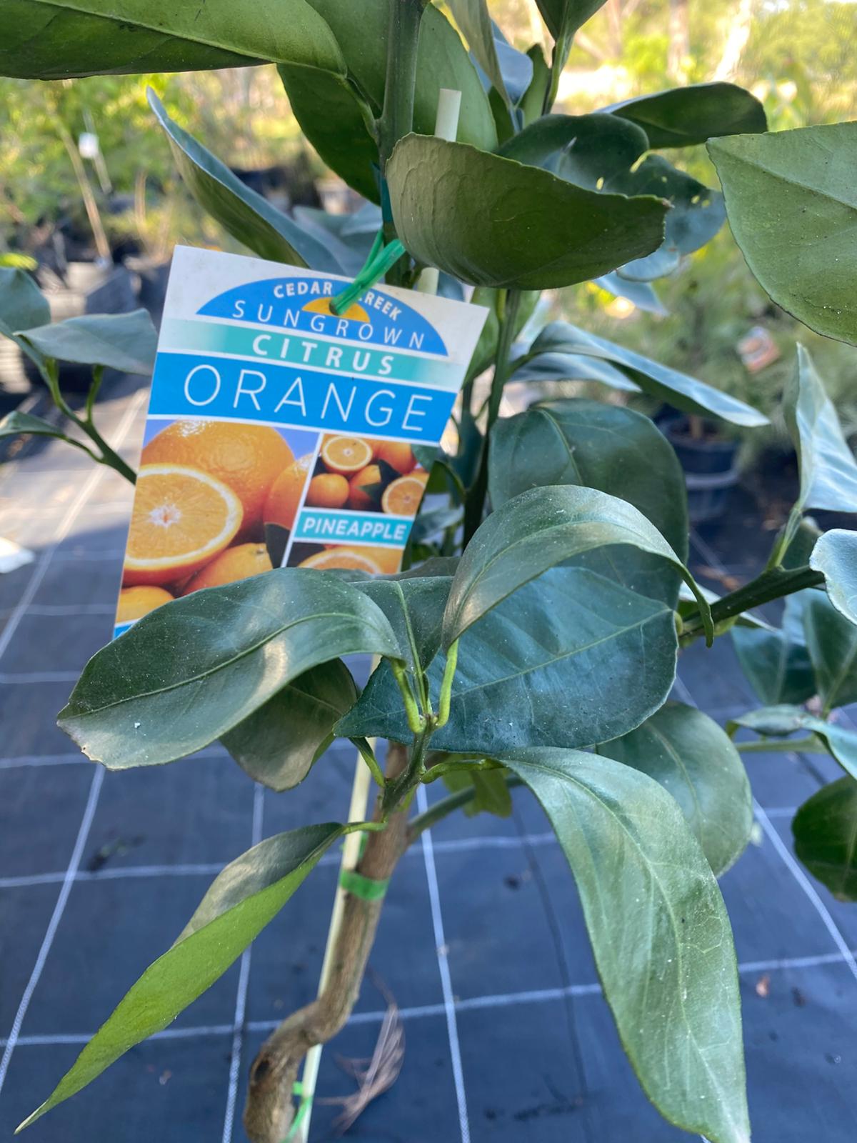 Pineapple orange tree high juice content and reliable productive