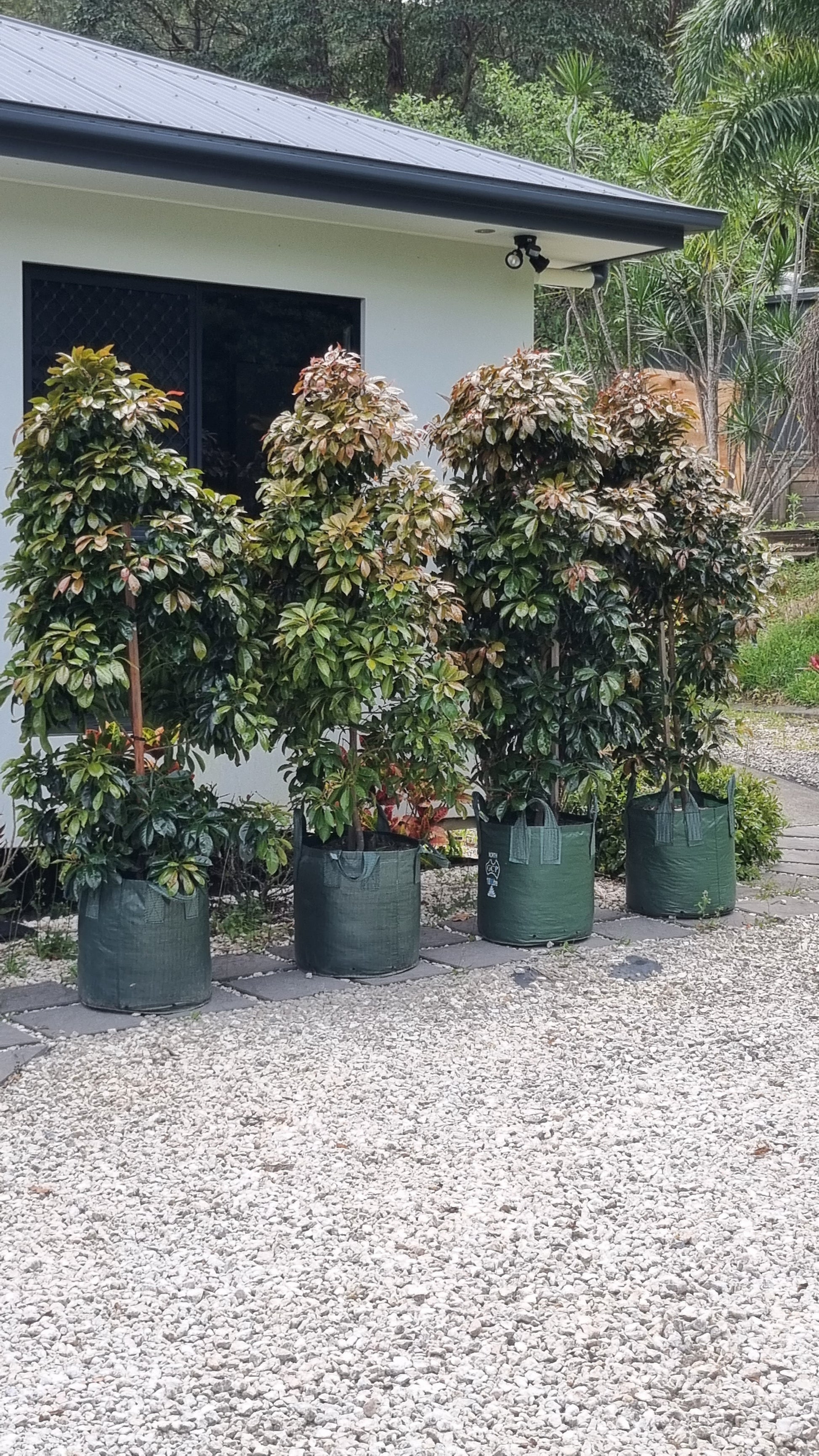 Advanced 100L eumundi uandong trees delivered to mt mee in brisbane