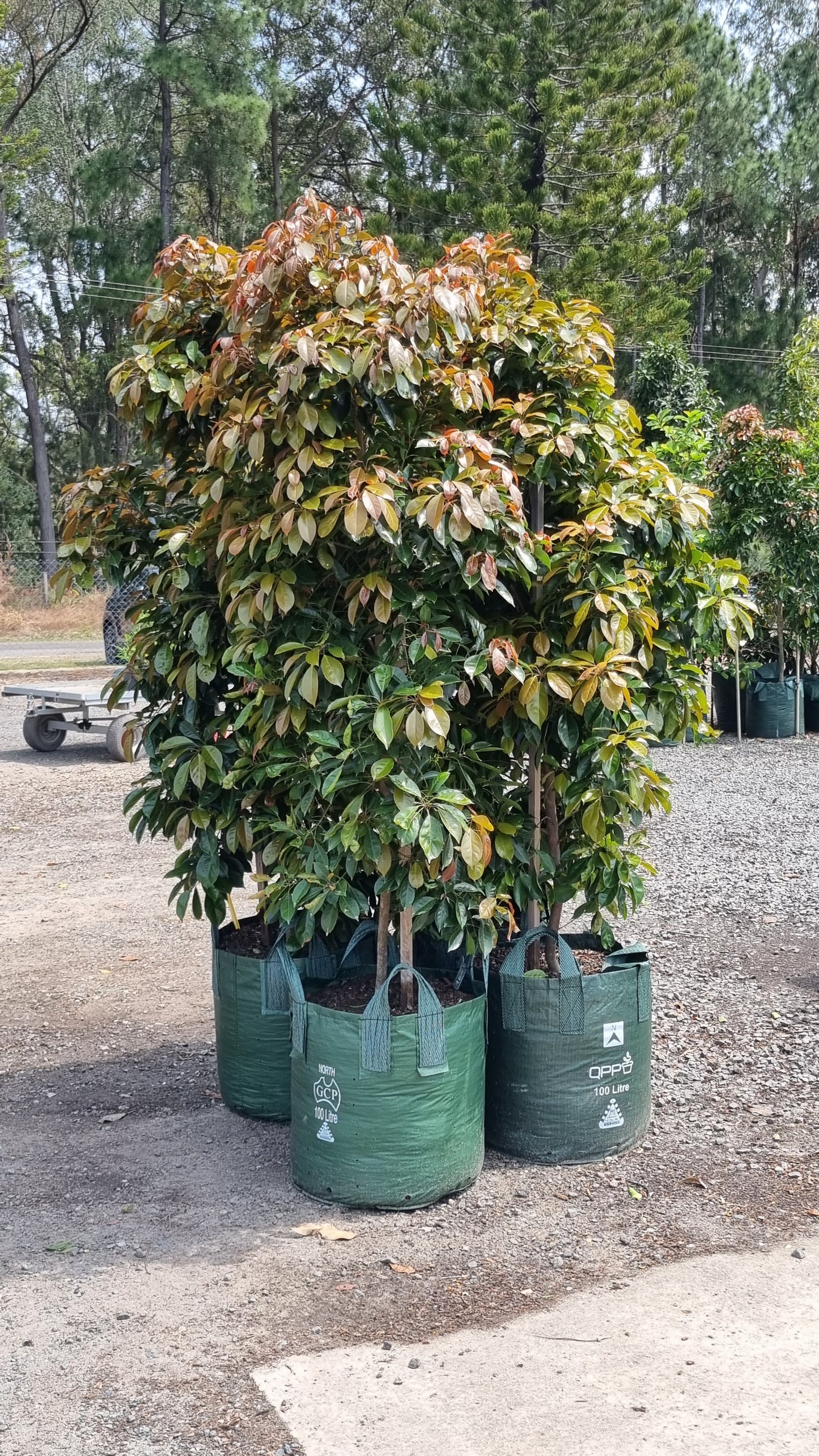 mature advanced eumundi quandong treed delivered to brisbane and sunshine coast