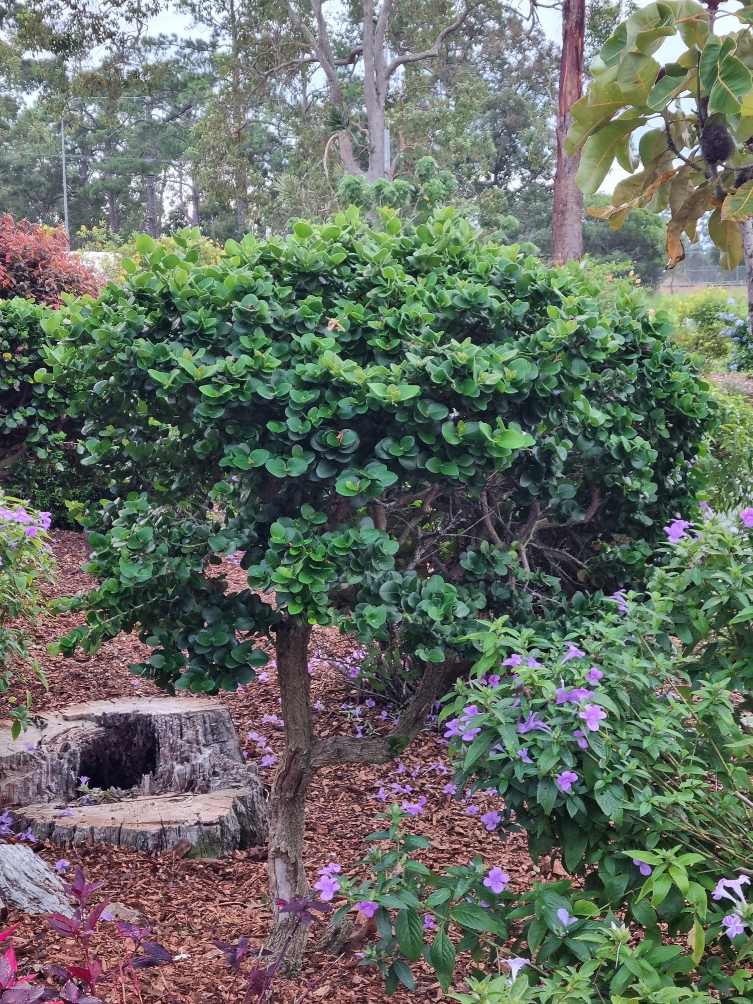Native Plants For Small Gardens