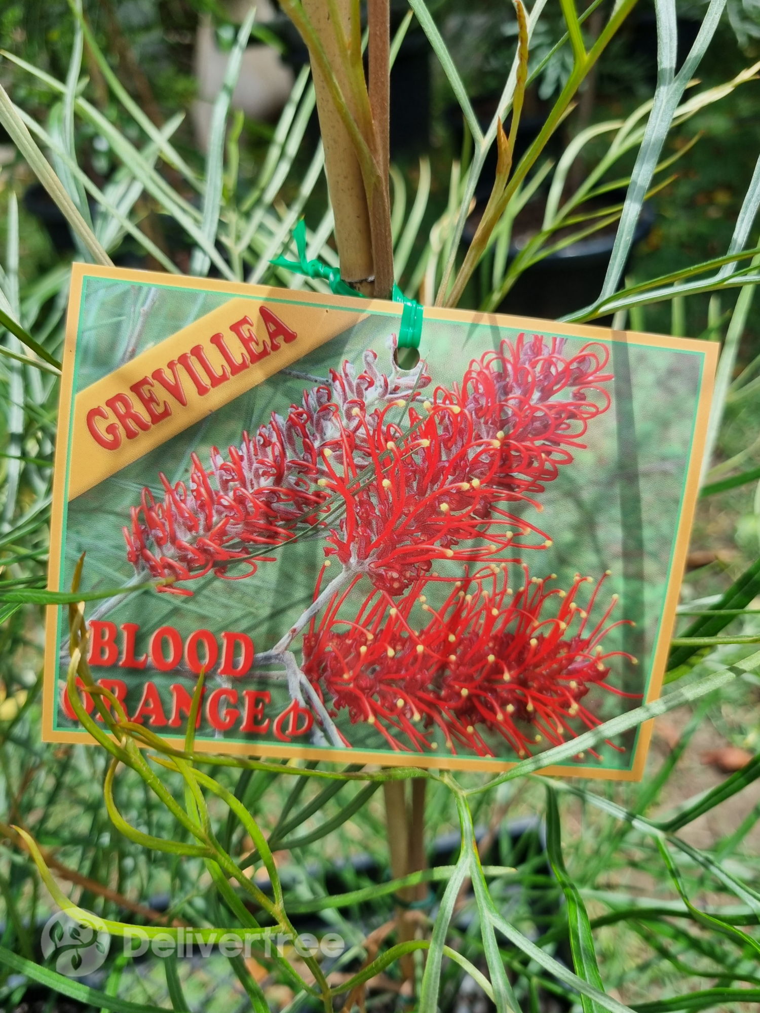 Grevillea Species
