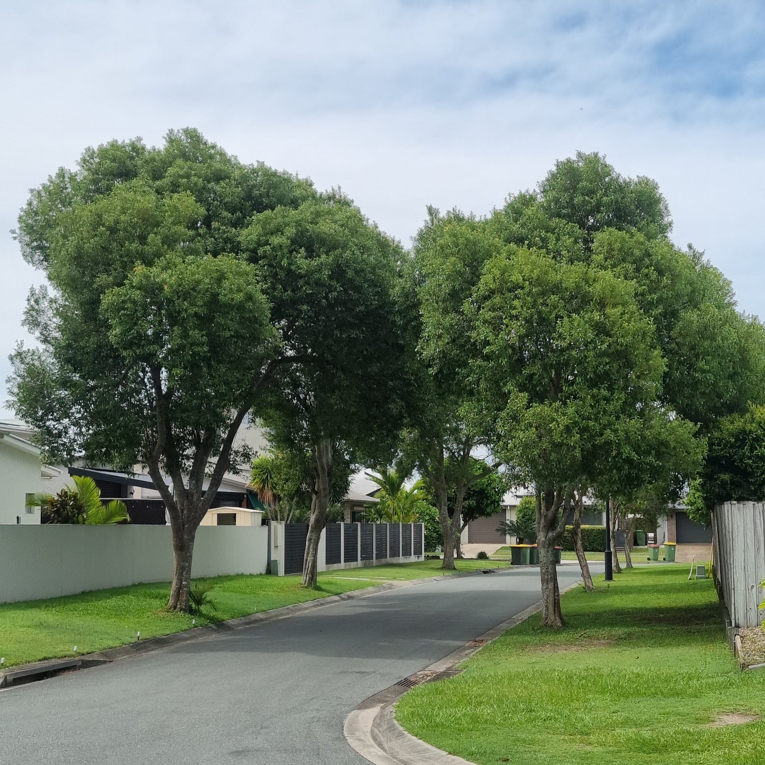 Street Trees for Brisbane & South East QLD