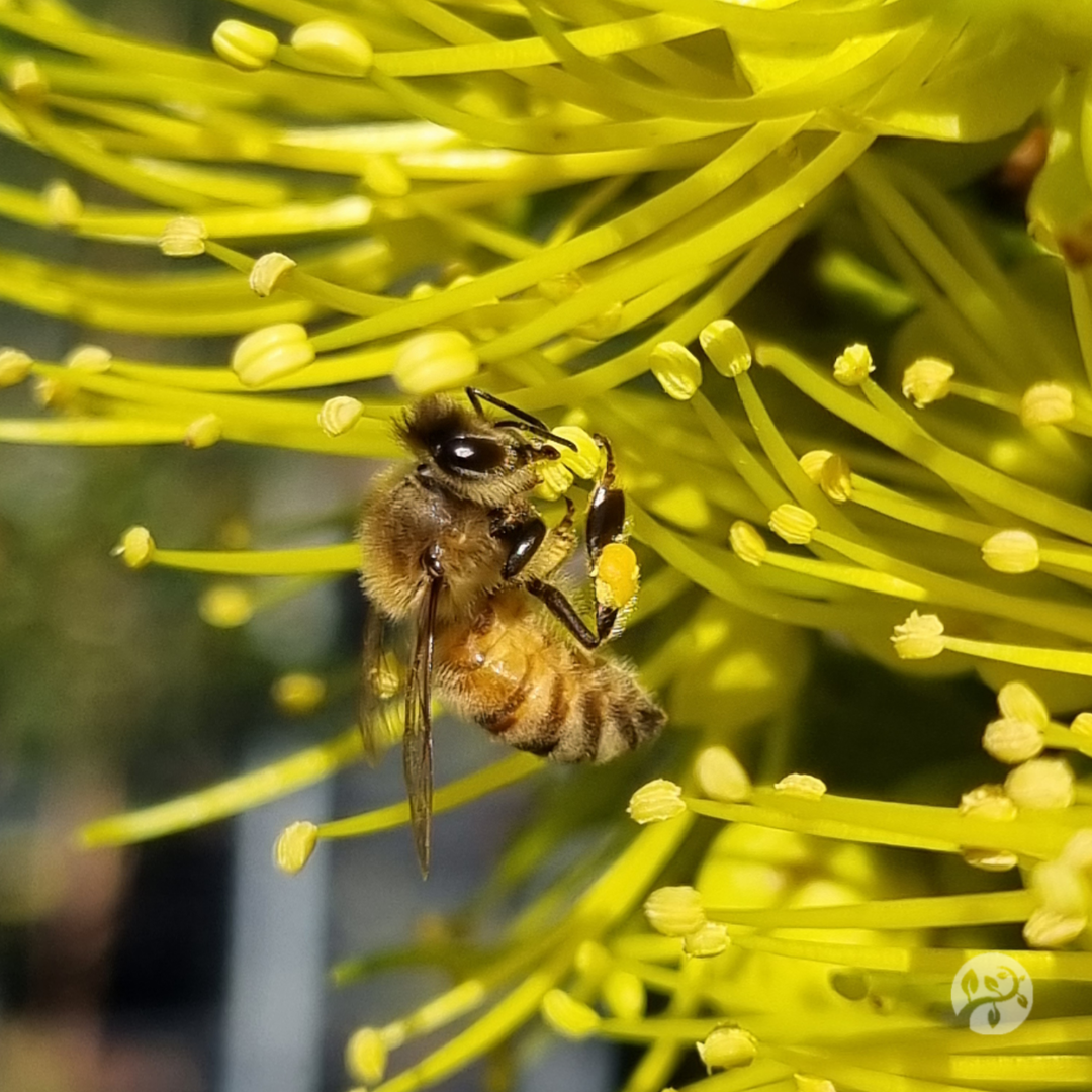 Bee on a golden penda flower