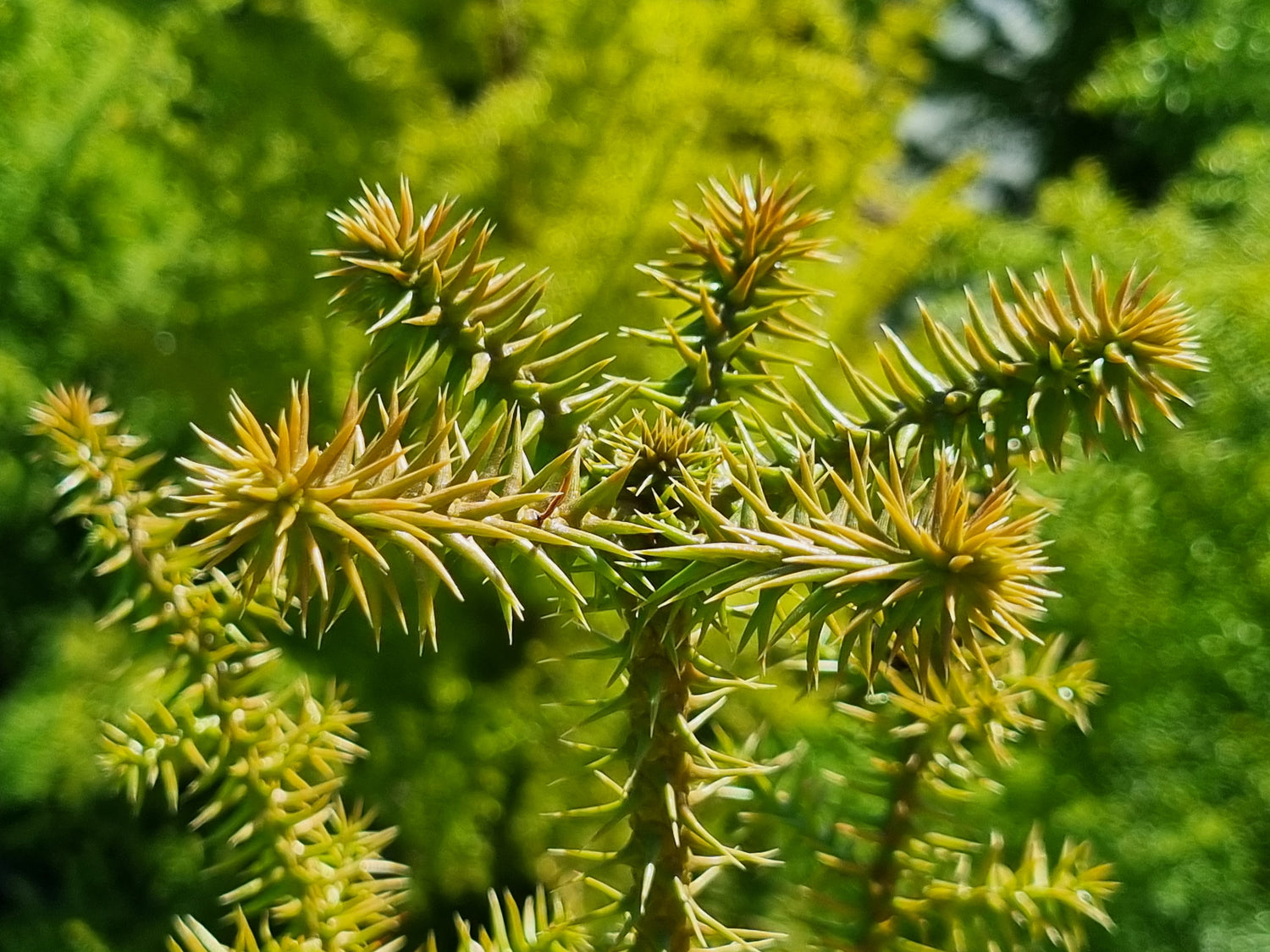 Frost Tolerant Native Plants