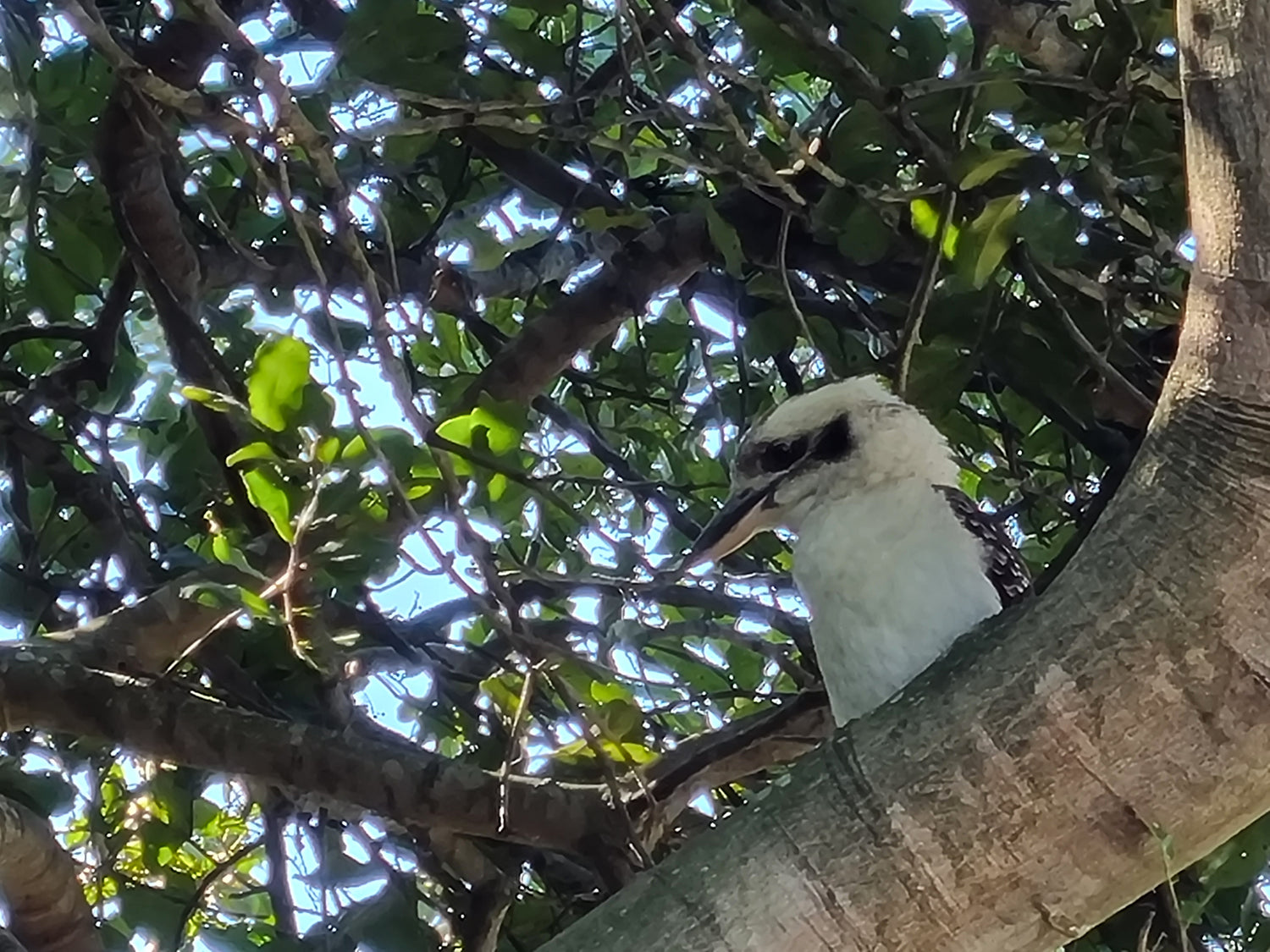 Kookabutta sitting in a tuckeroo tree