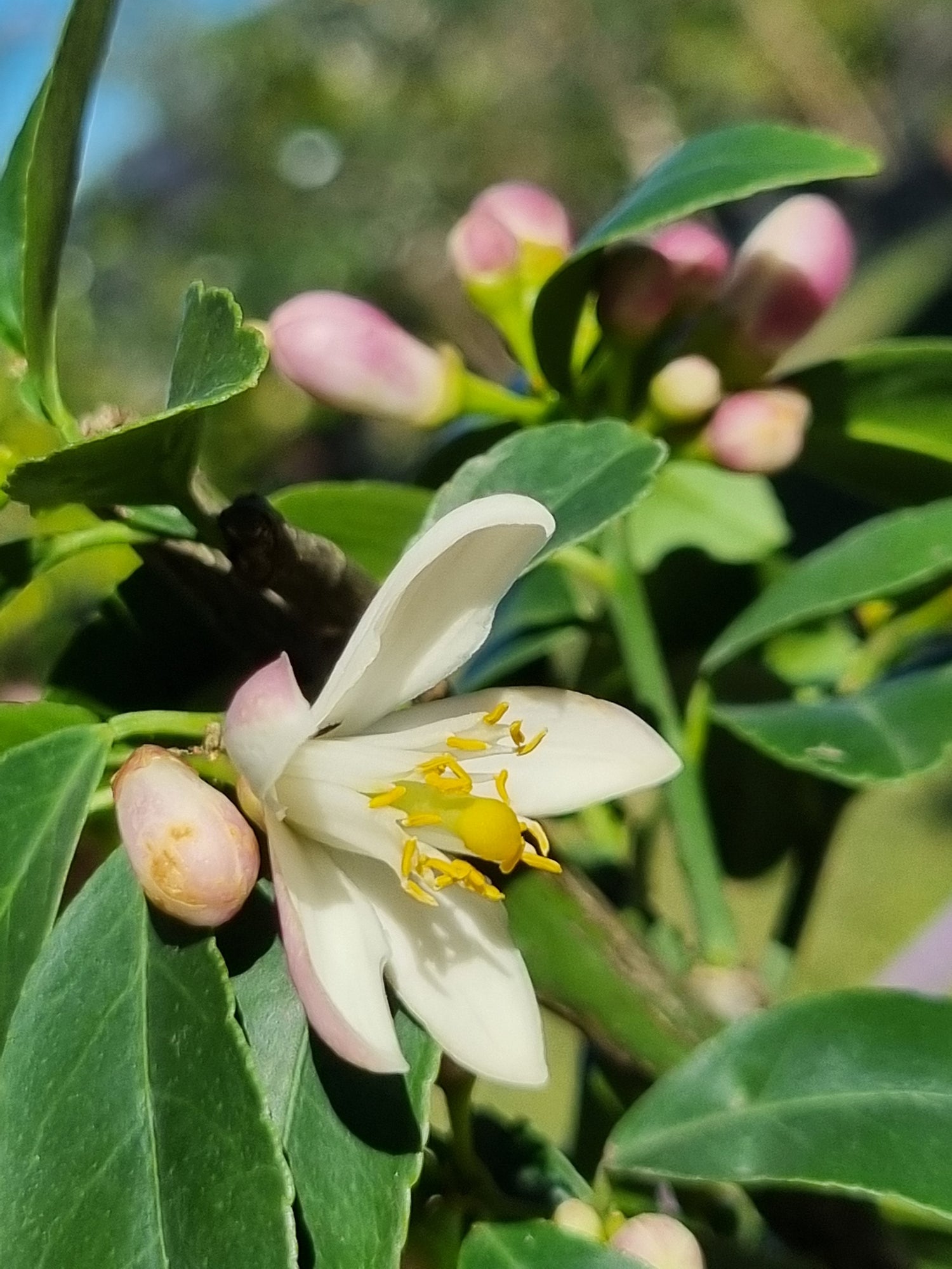Citrus Trees