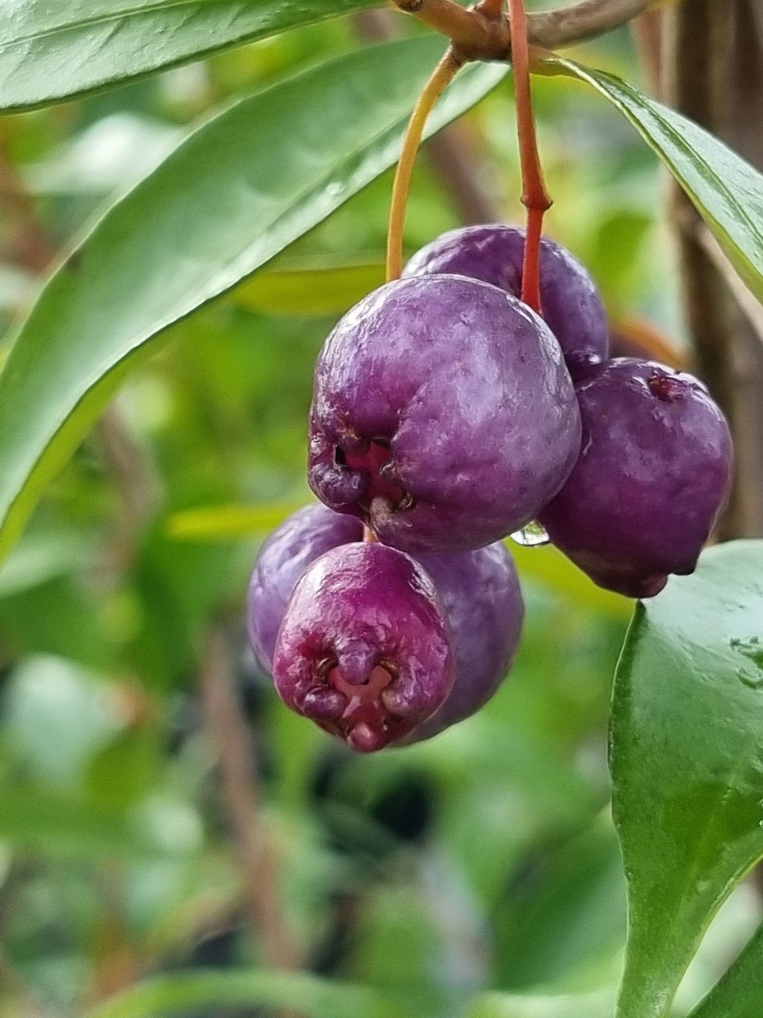 Edible Plants and Bush Tucker