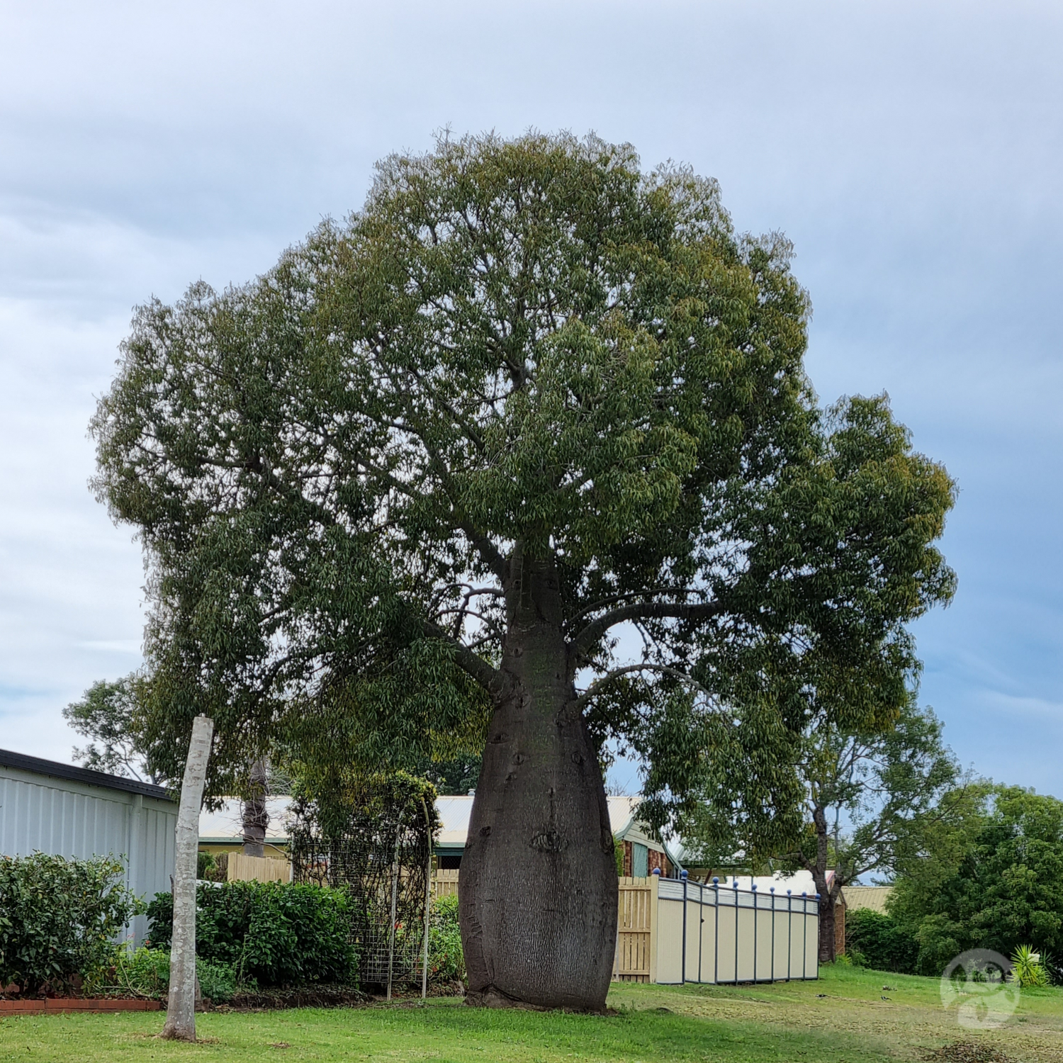 Queensland Bottle Tree
