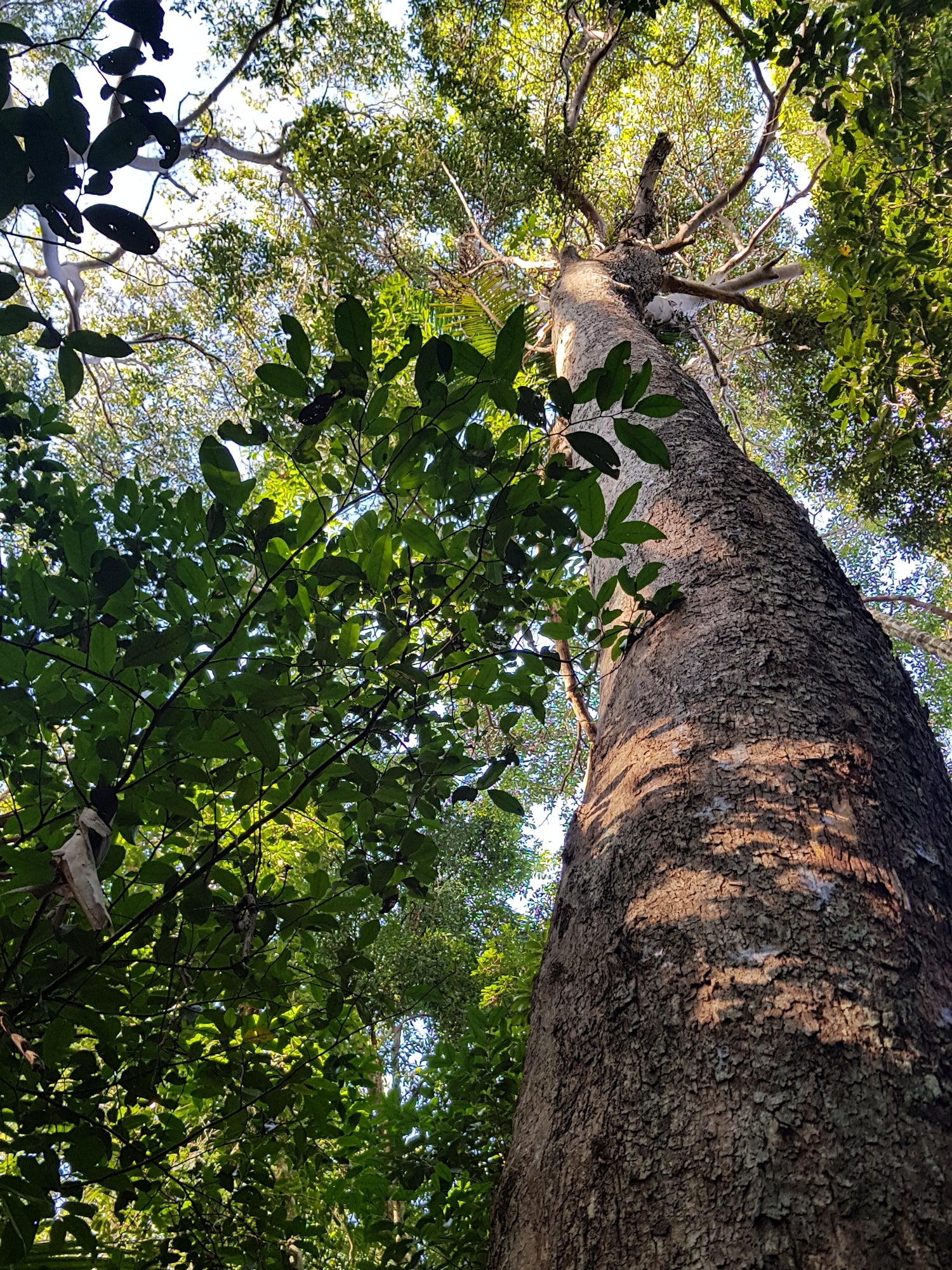 Large Native Trees