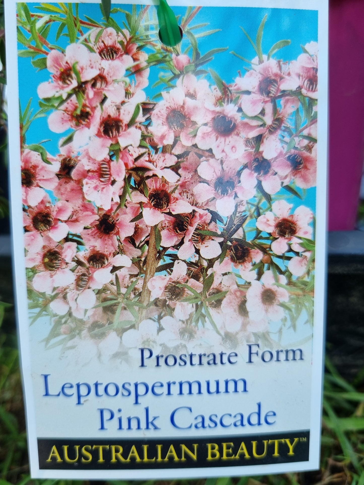 Leptospermum 'Pink Cascade'