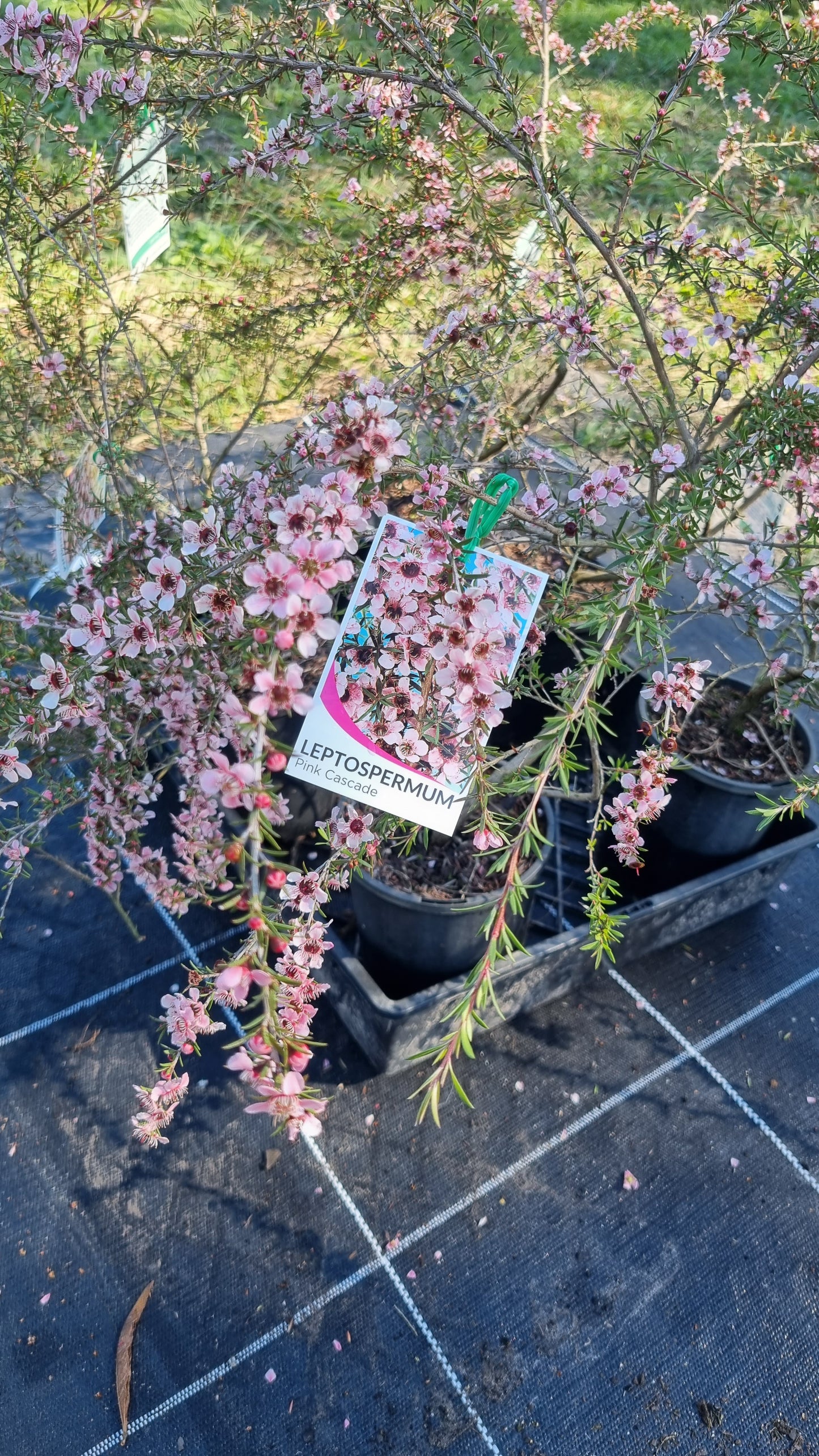 Leptospermum 'Pink Cascade'