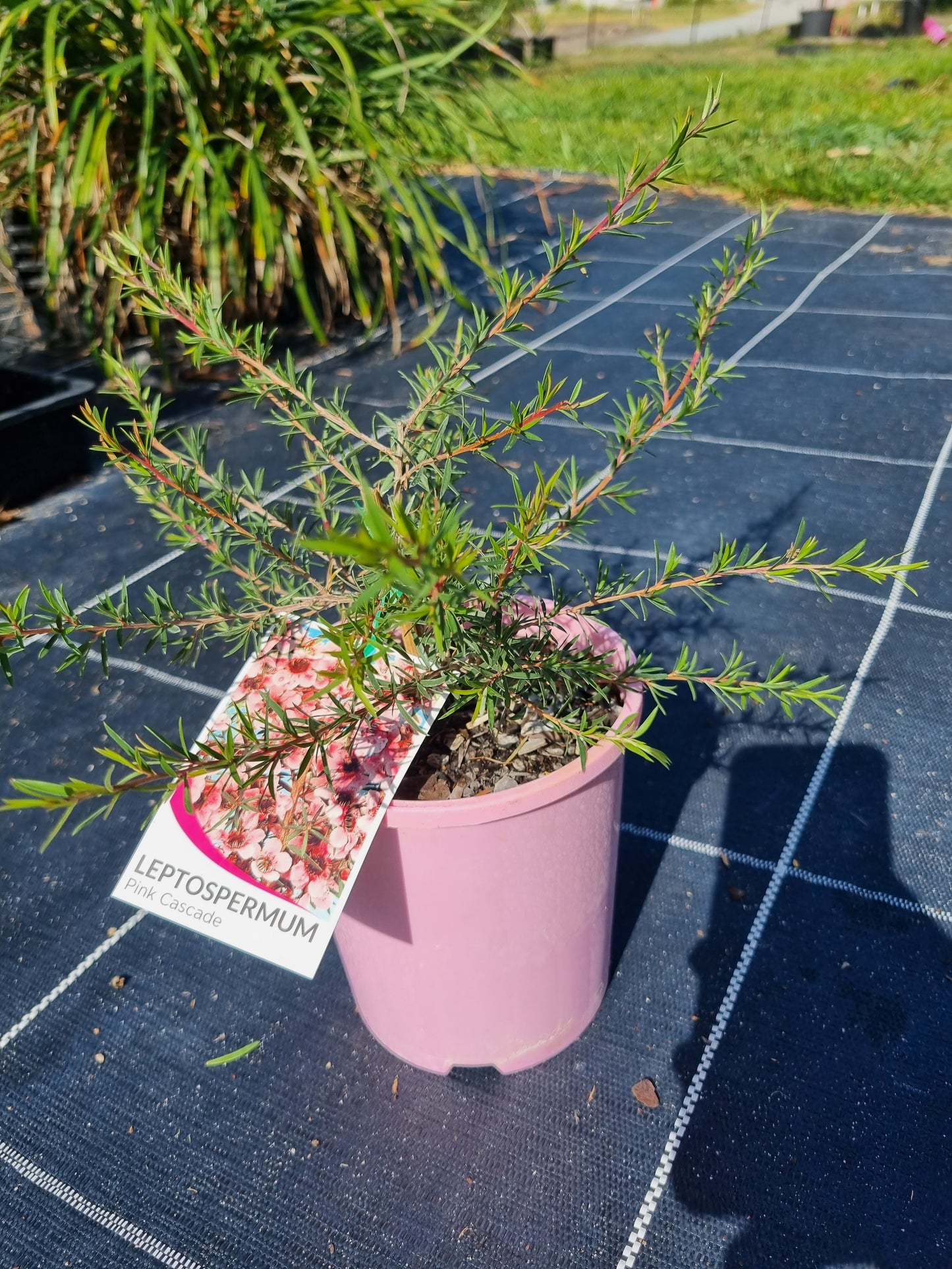 Leptospermum 'Pink Cascade'