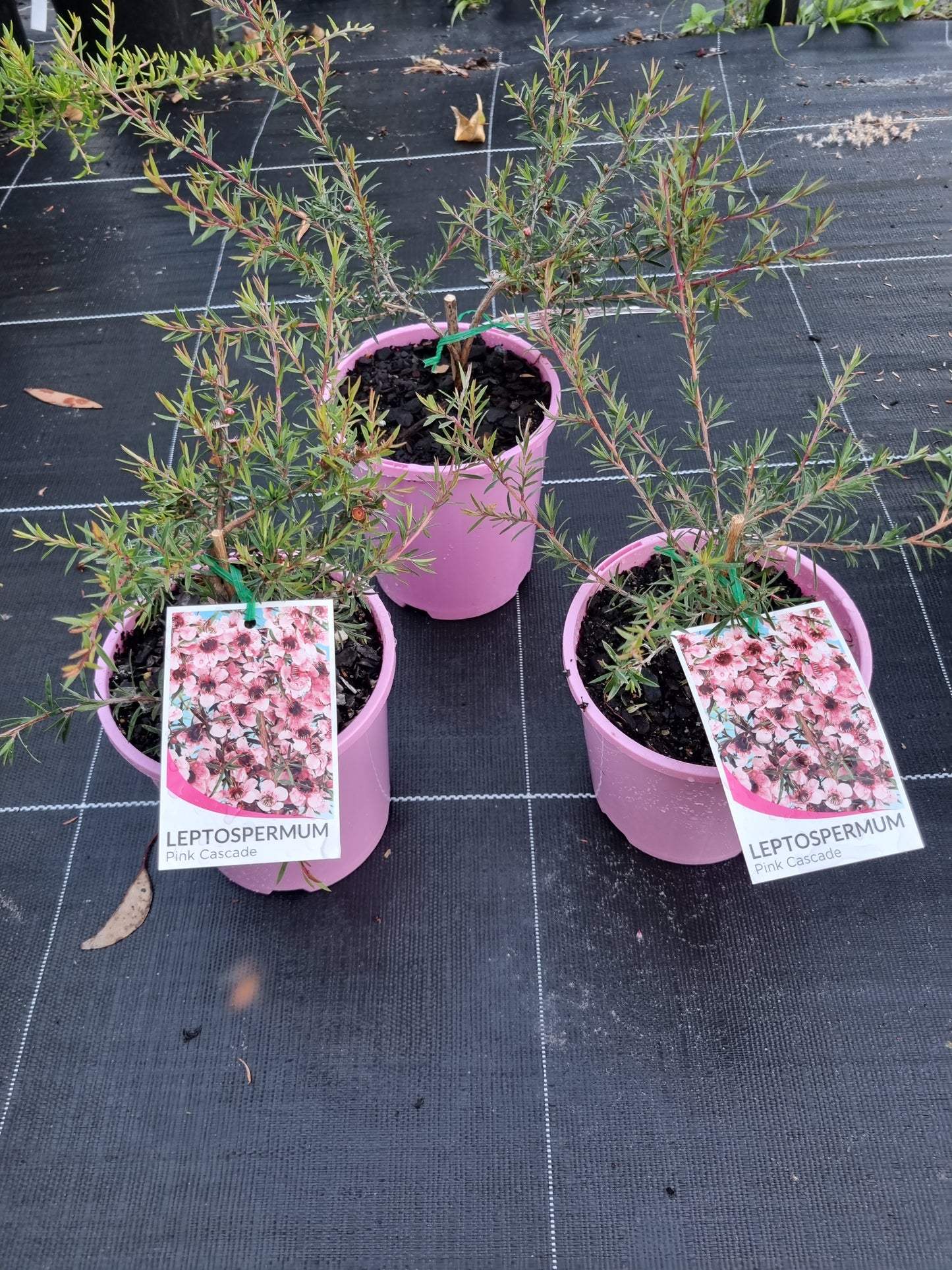 Leptospermum 'Pink Cascade'