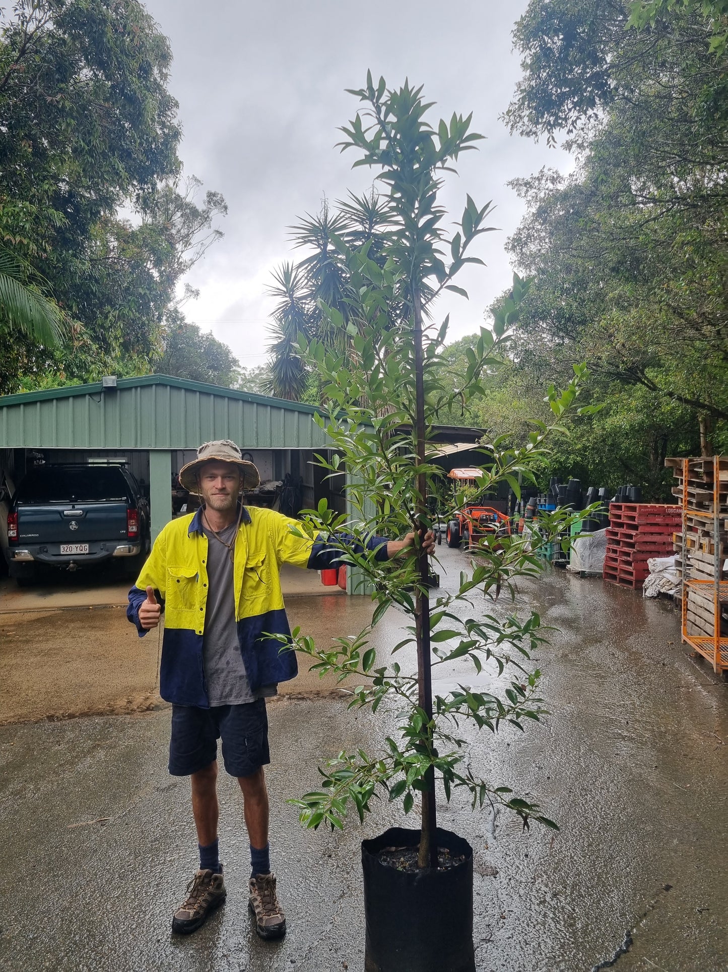 Kauri Pine Tree 45L - Agathis robusta